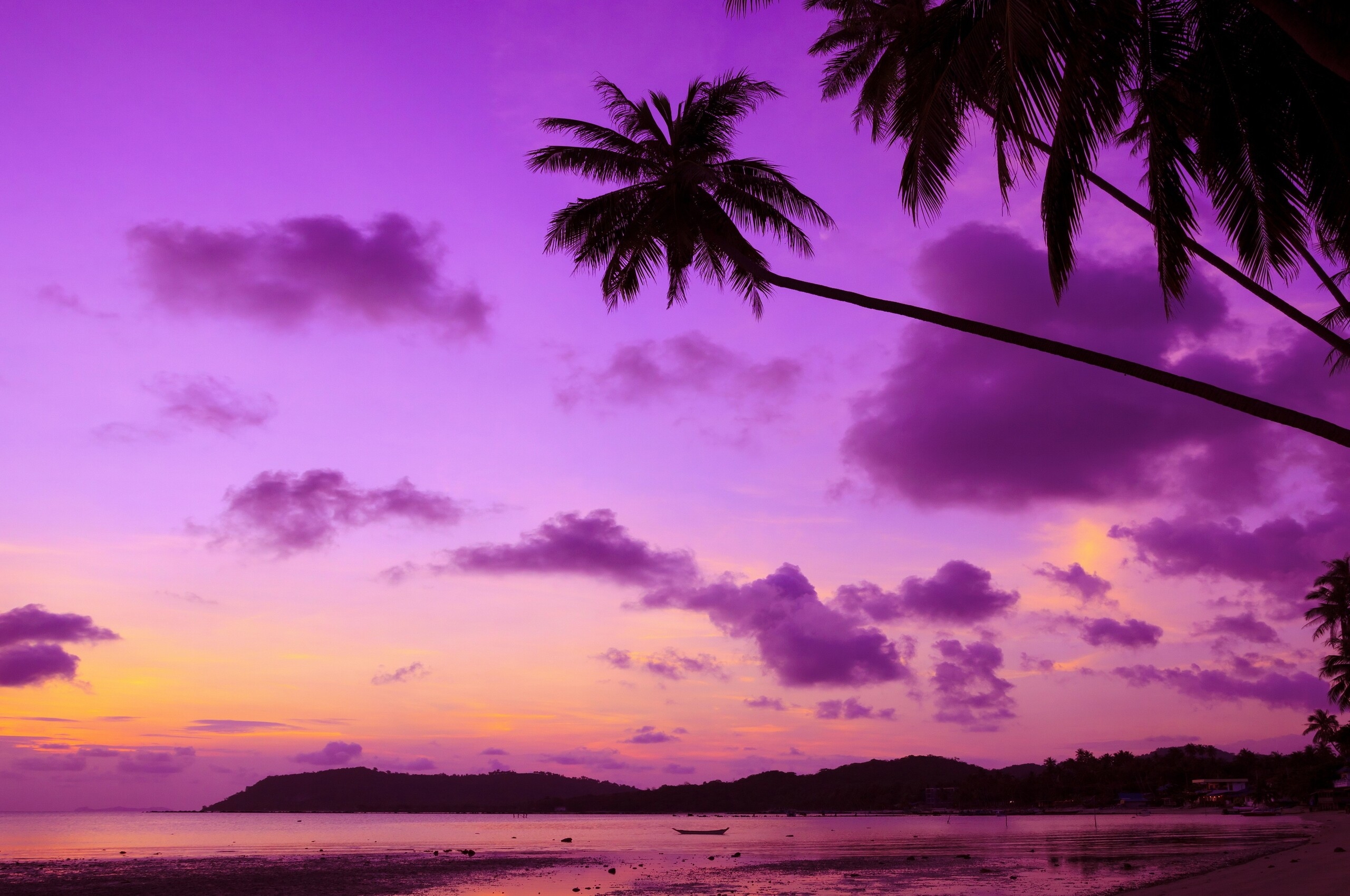 2560x1700 Purple Palm Tree Chromebook Pixel HD 4k Wallpaper, Image, Background, Photo and Picture, Desktop