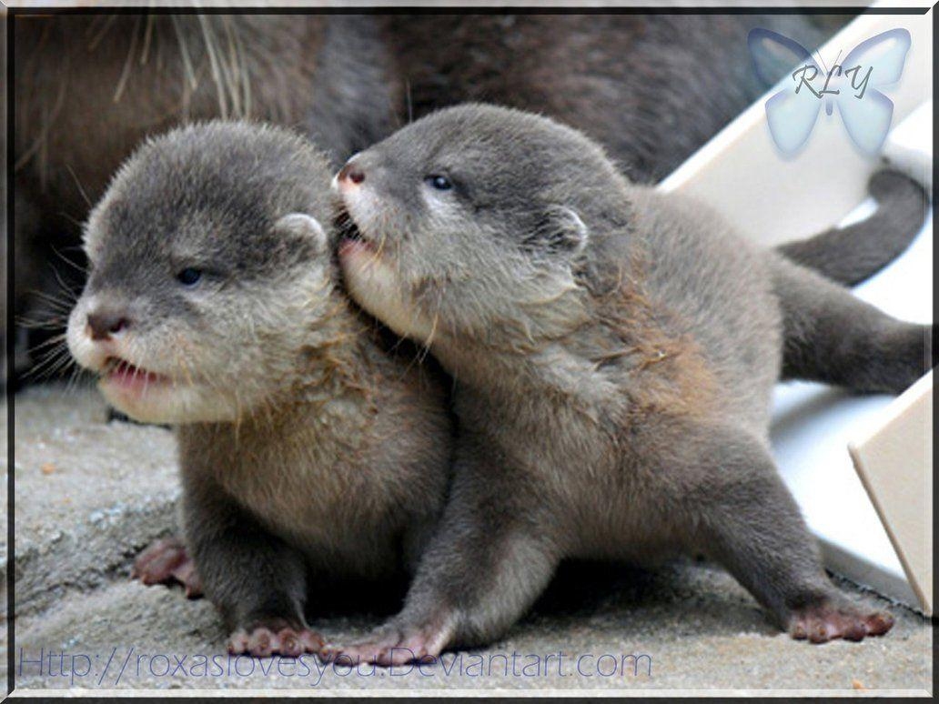 1040x780 Otter Wallpaper, Otter Wallpaper Free Download, Desktop