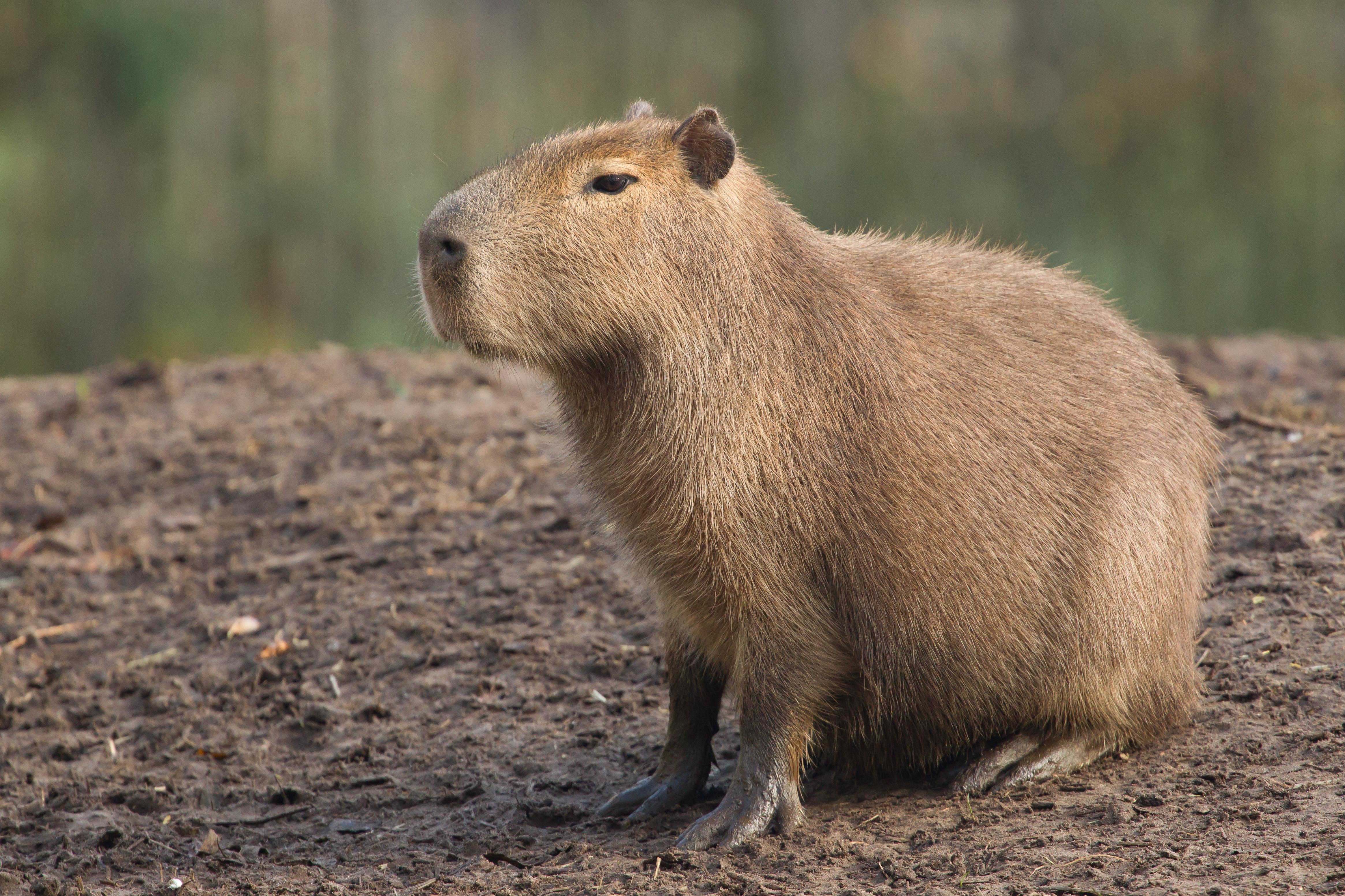 4660x3110 Capybara Rodent Facts with Image, Desktop