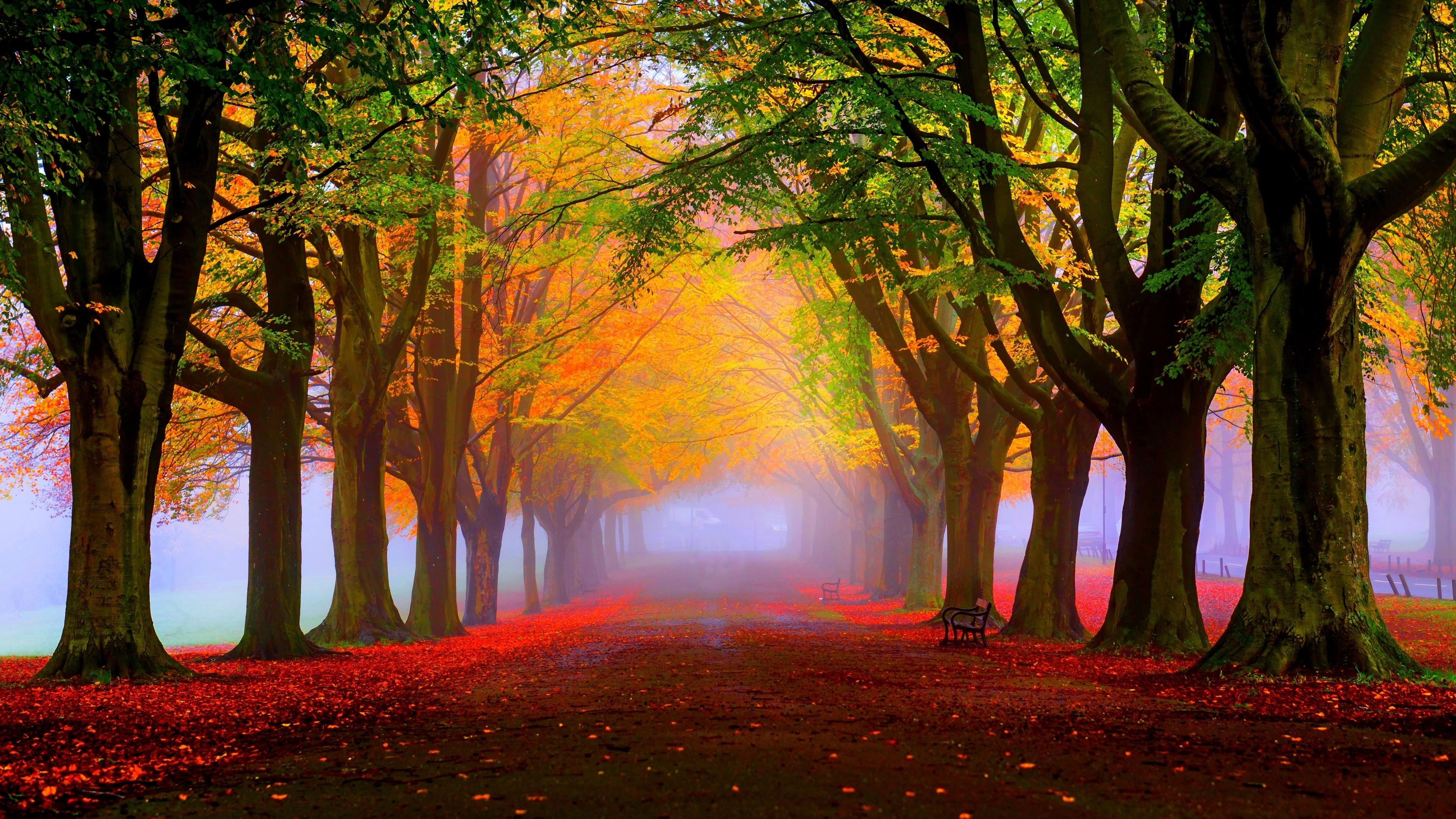 3840x2160 Wallpaper park, 5k, 4k wallpaper, 8k, autumn, beautiful, leaves, trees, Nature, Desktop
