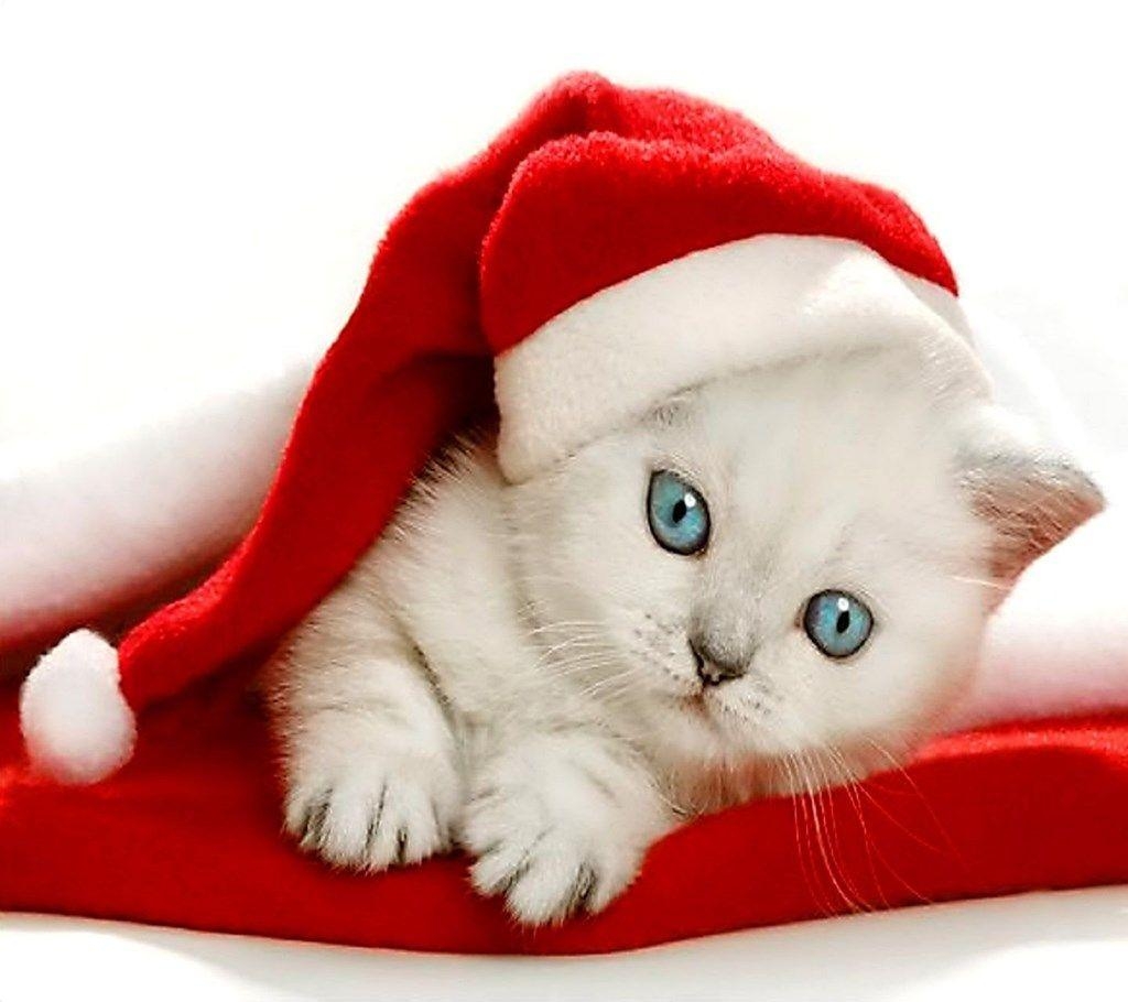 1030x910 Christmas Kitten Wallpaper Free Desktop Background In Christmas, Desktop