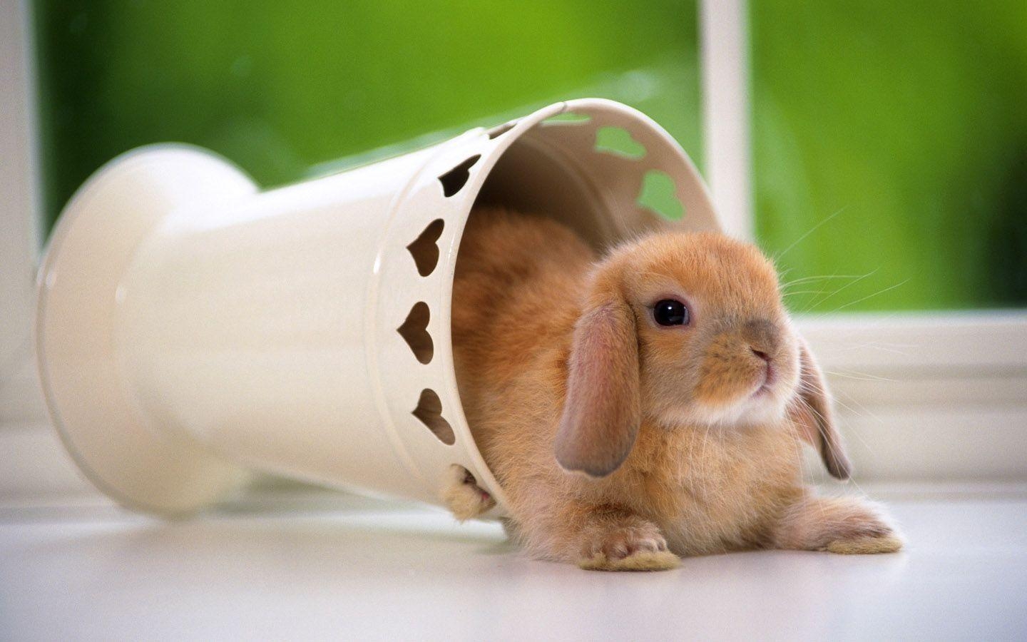 1440x900 image For > Cute Rabbit Wallpaper, Desktop