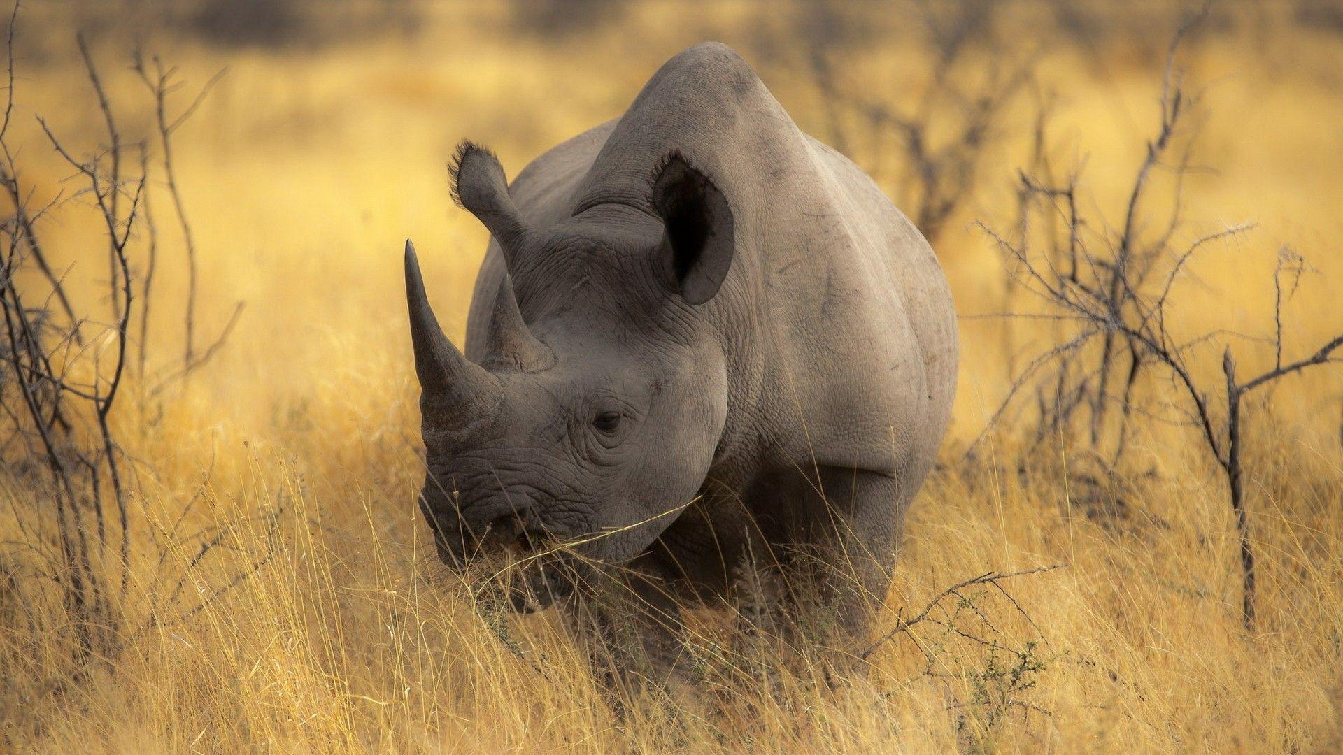 1920x1080 Rhinoceros In Botswana Wallpaper. Wallpaper Studio 10, Desktop