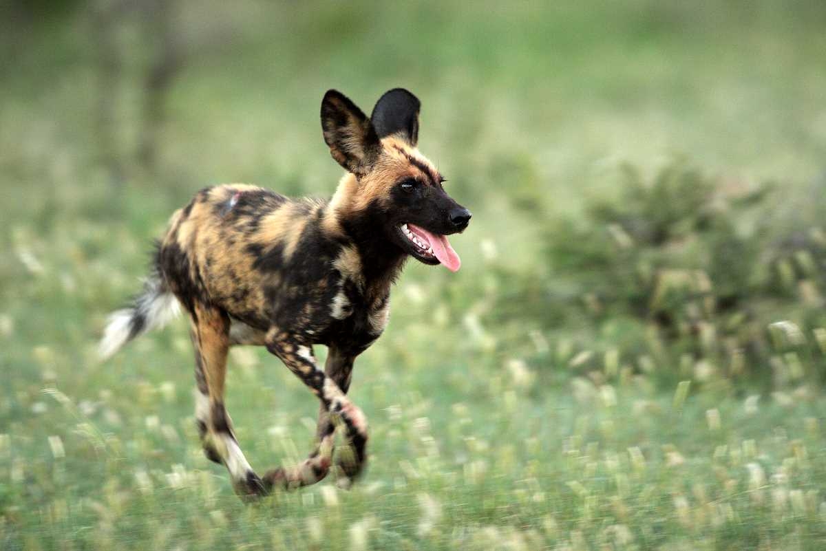 1200x810 Free download African Wild Dog Picture Diet Breeding Life, Desktop