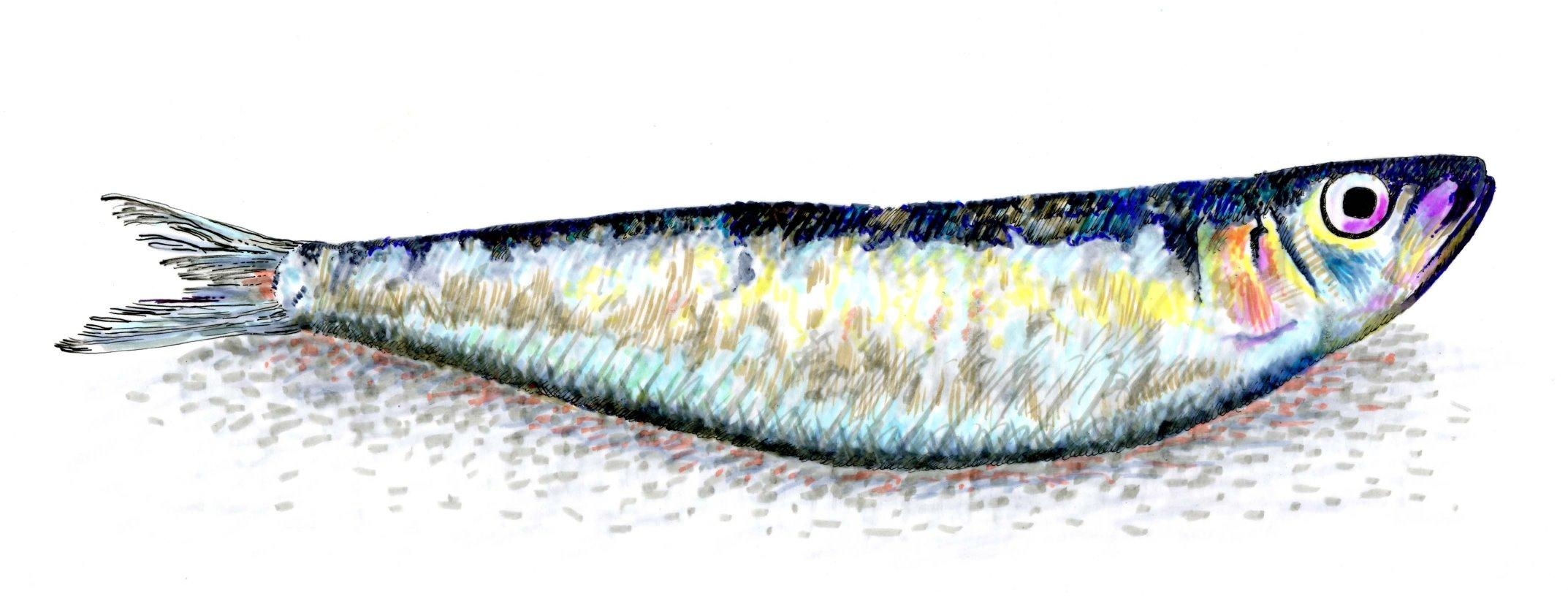 2150x820 Sardine Wallpaper. Sardine Wallpaper, Dual Screen