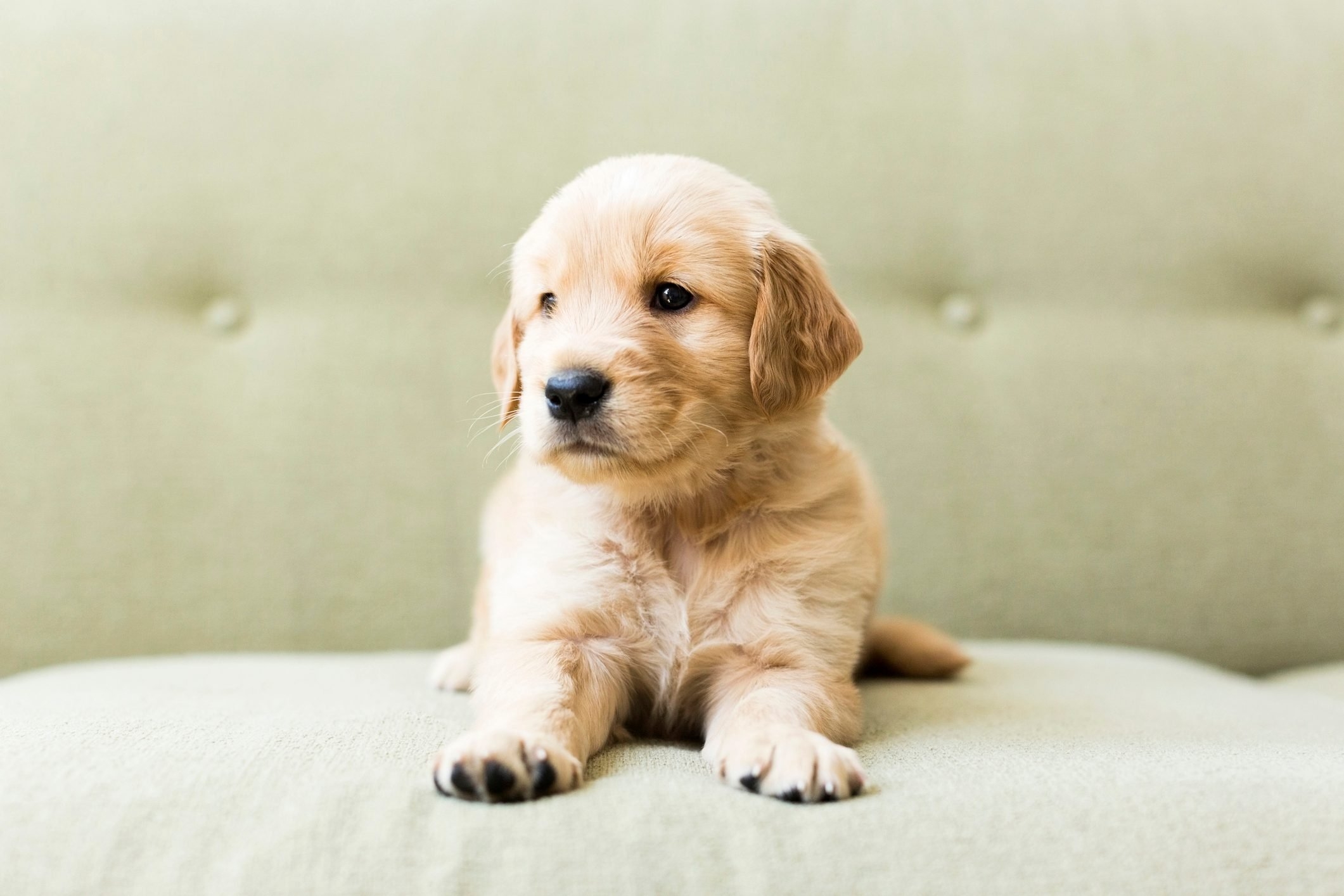 2130x1420 Cutest Dog Breeds as Puppies. Reader's Digest, Desktop