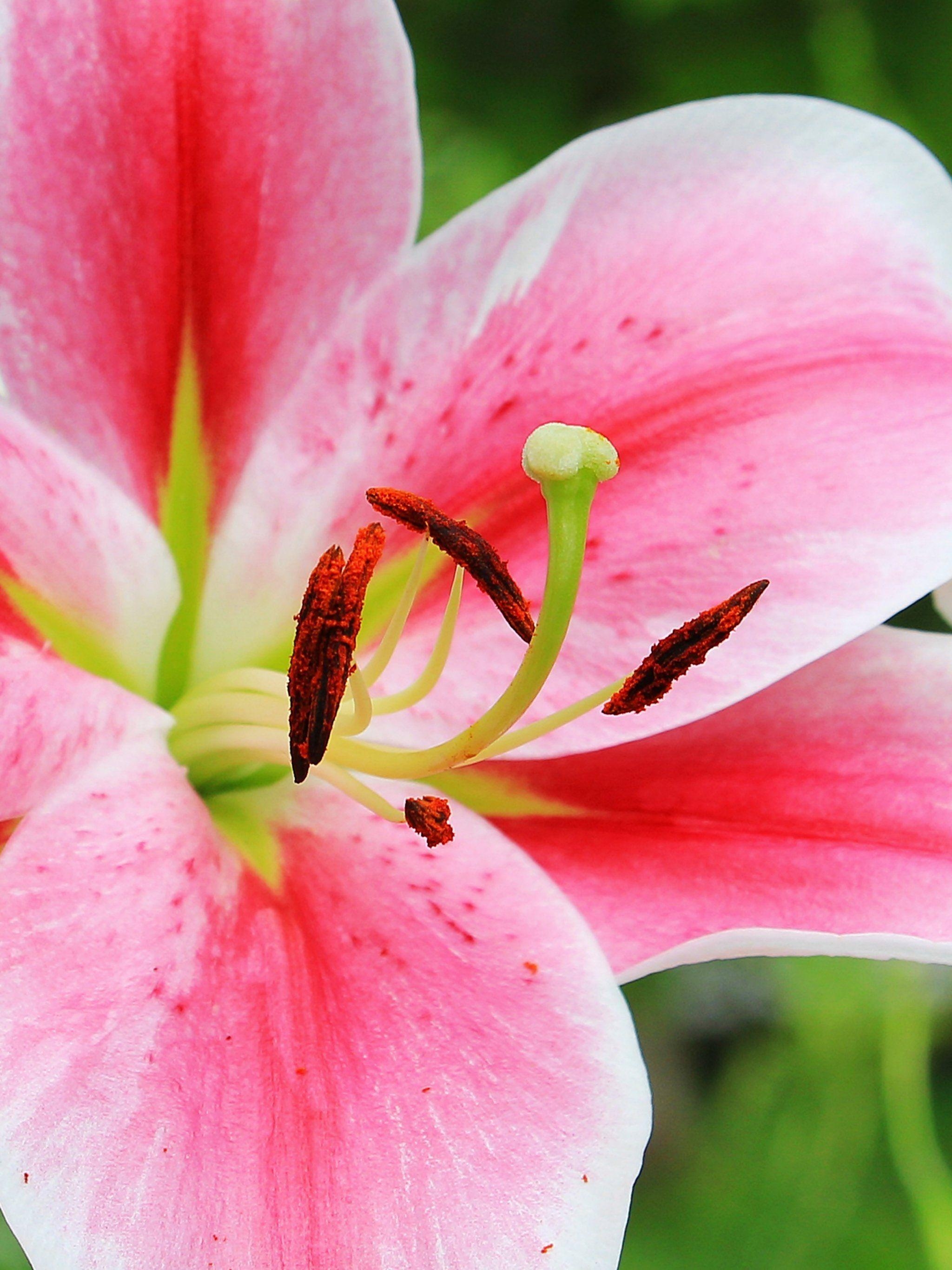 2050x2740 Pink Stargazer Lily Wallpaper, Android & Desktop Background, Phone