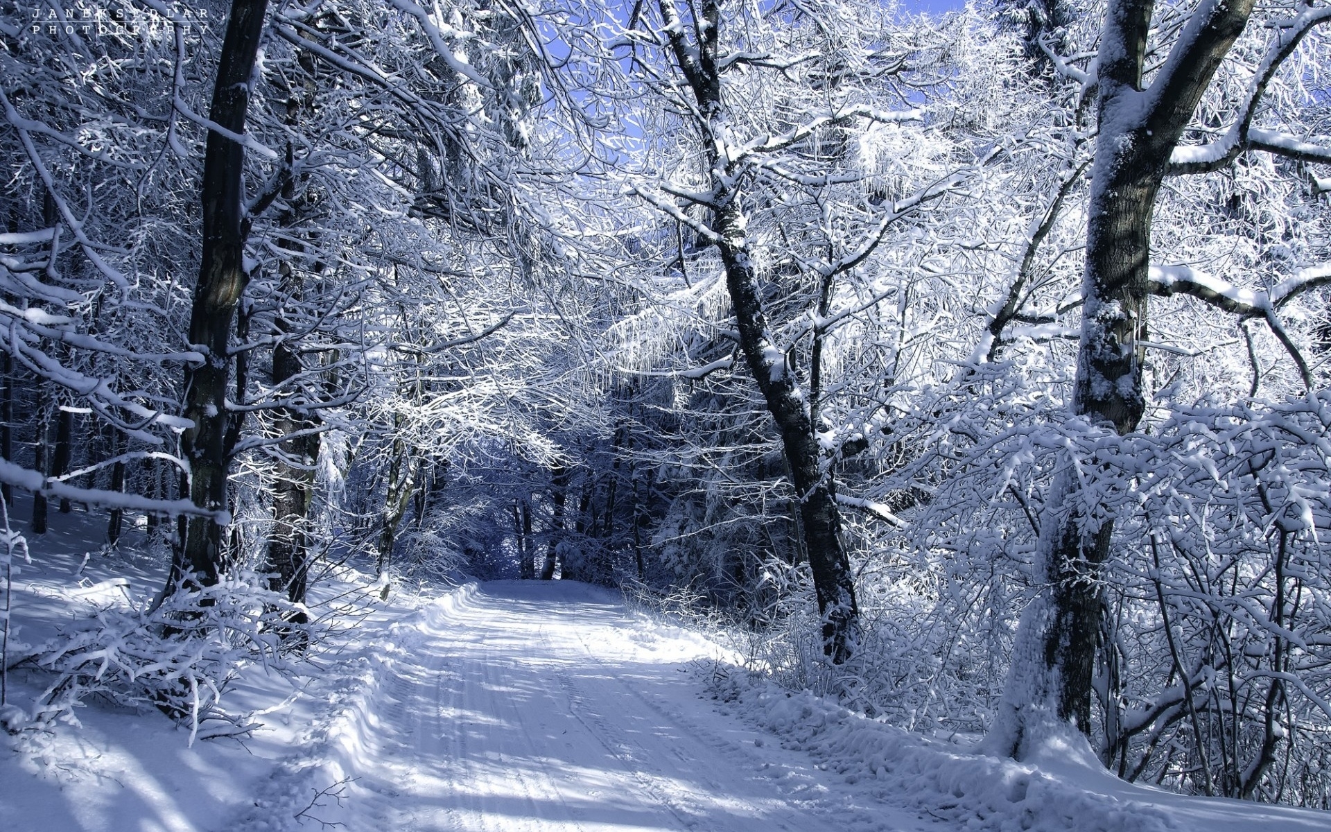 1920x1200 Winter Woods Wallpaper May 2018, Desktop