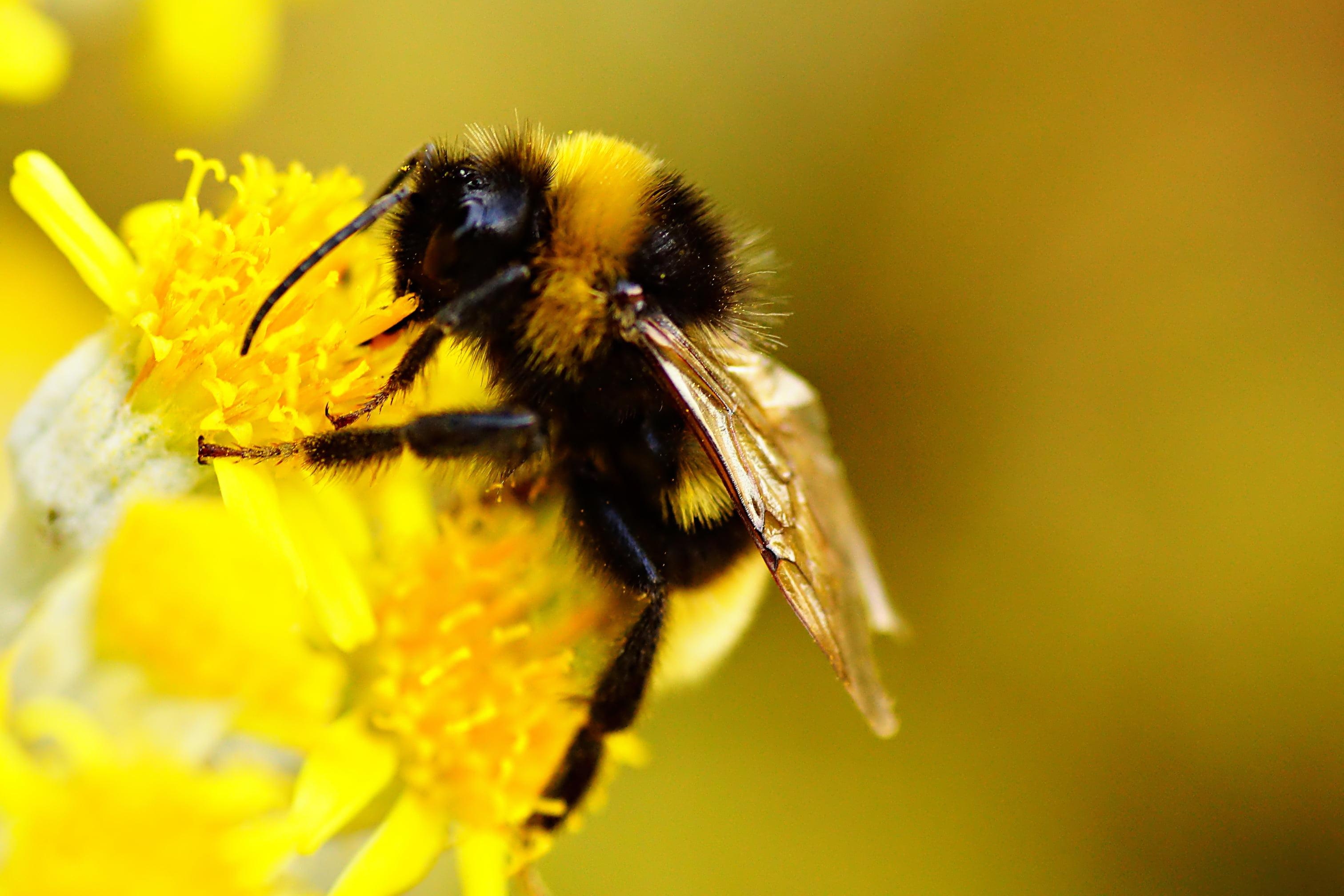 3030x2020 Macro shot photography of bee on yellow flower, bumblebee HD, Desktop