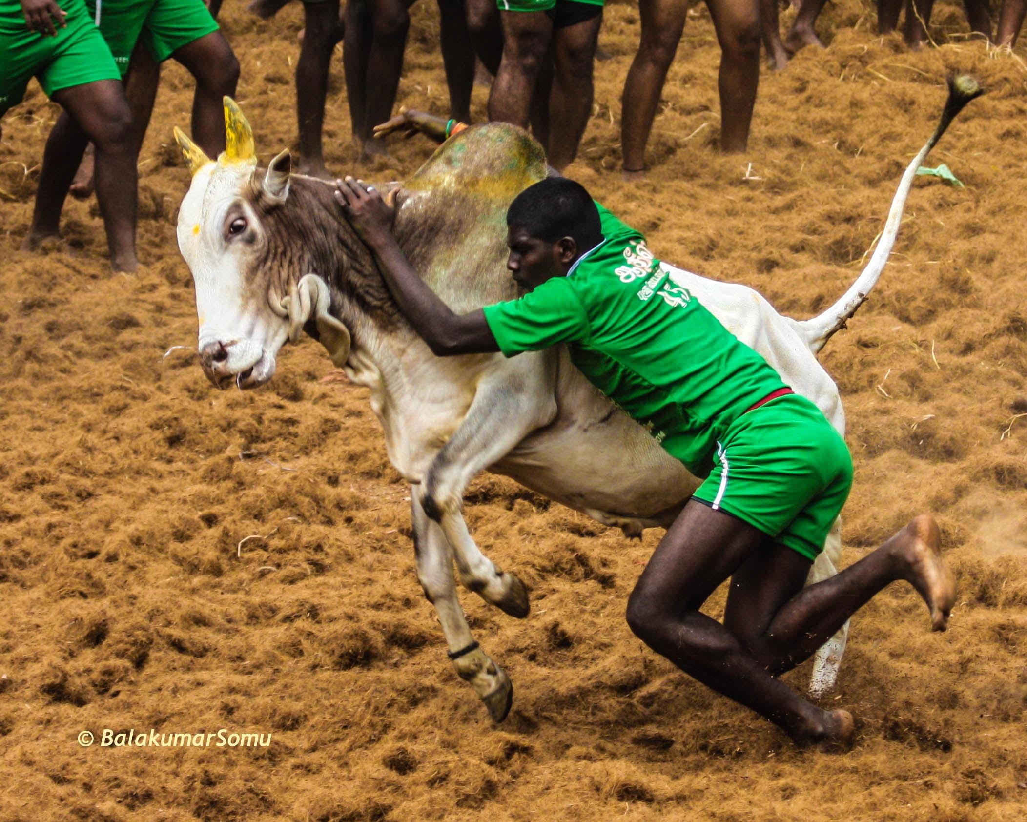 2110x1690  jallikattu desktop wallpaper. jallikattu, Desktop