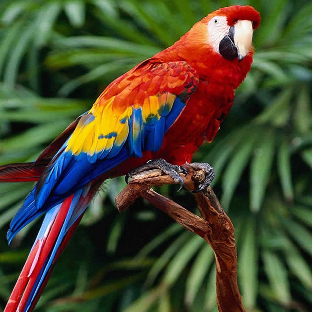 1030x1030 Red Macaw Wallpaper 2 X 1024, Phone