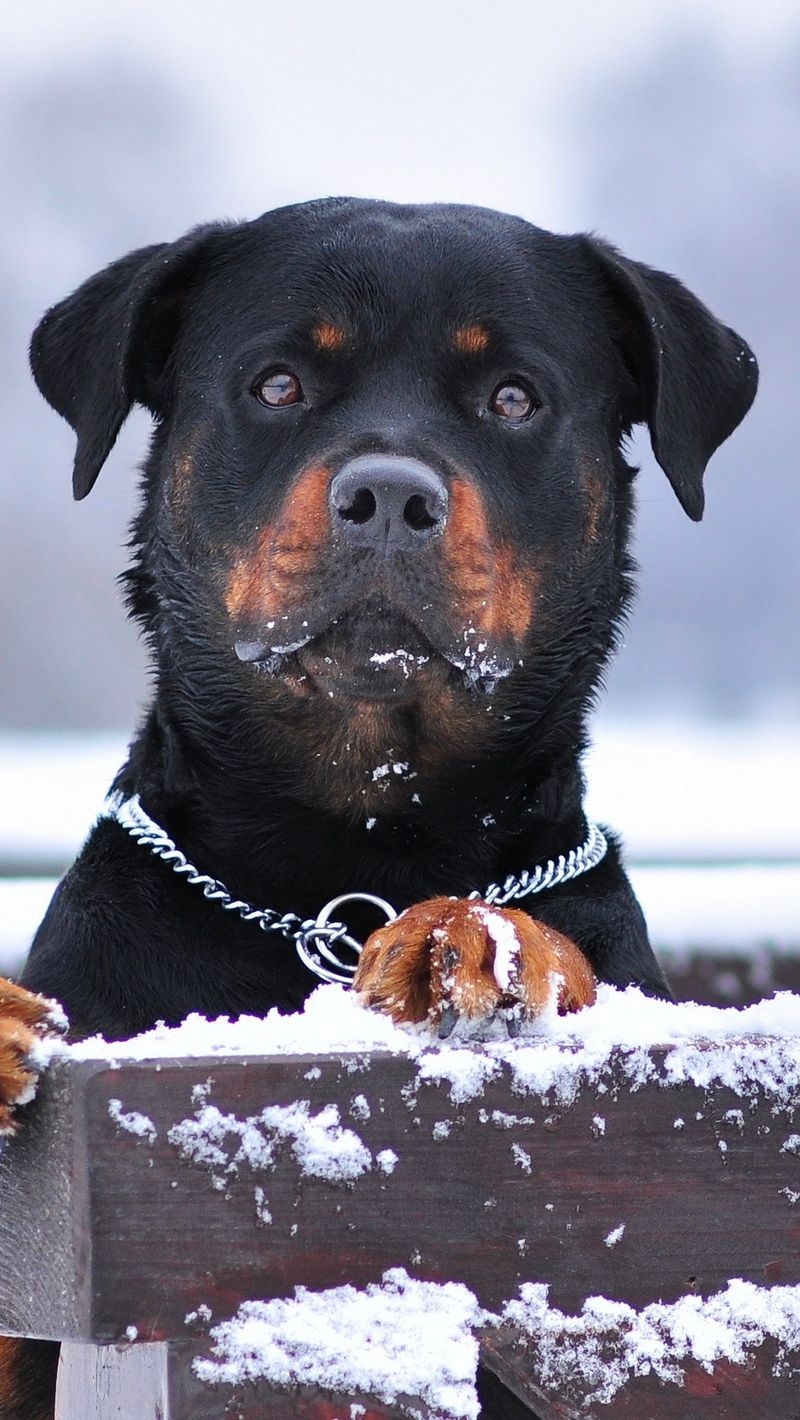 800x1420 Download wallpaper  rottweiler, dog, snow, collar, eyes, Phone