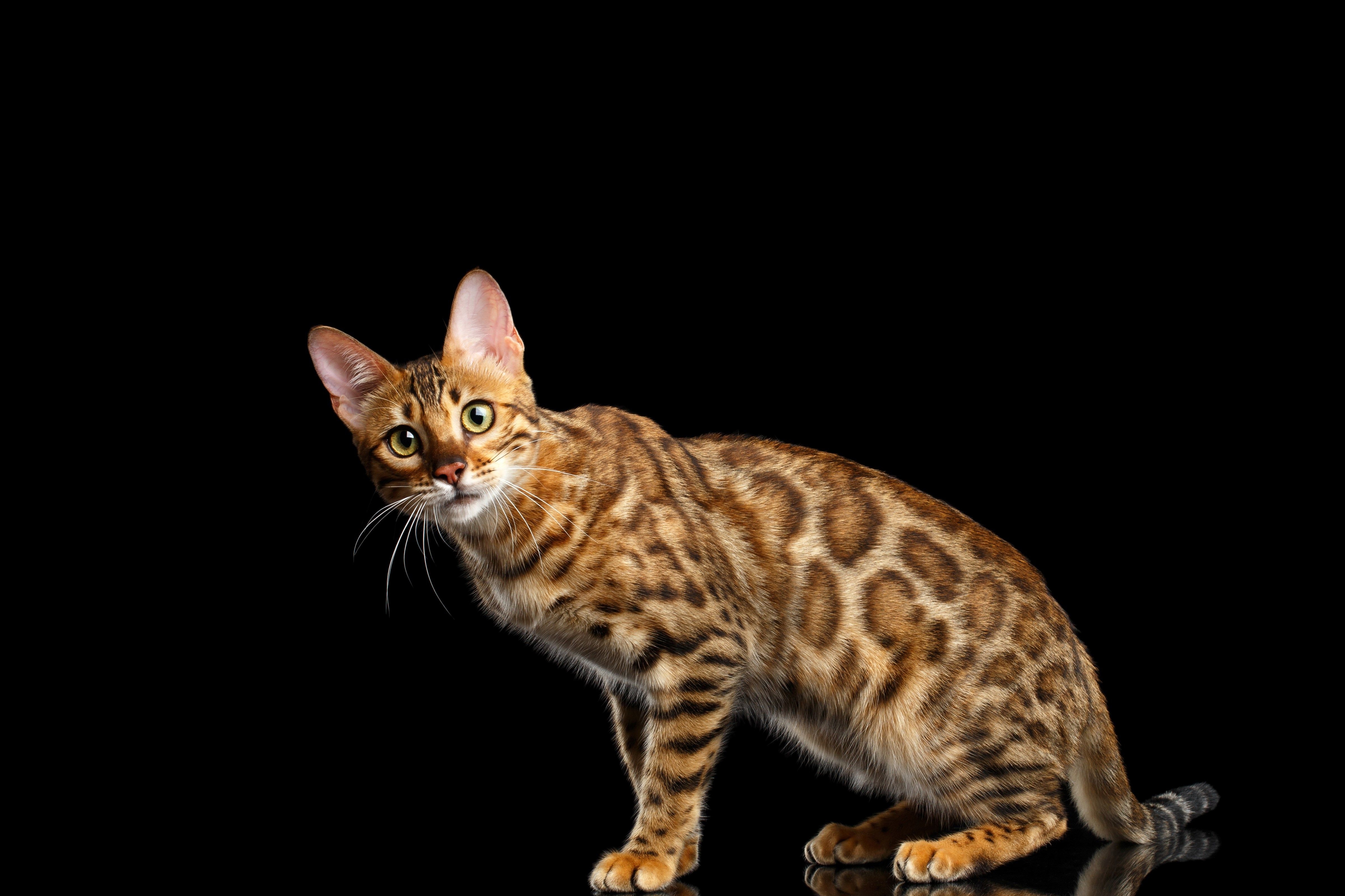 4800x3200 4k wallpaper bengal cat (), Desktop