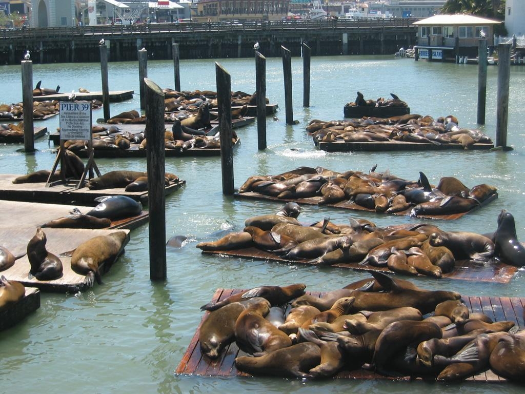 1030x770 Free Pier 39 and Fisherman's Wharf Picture and, Desktop