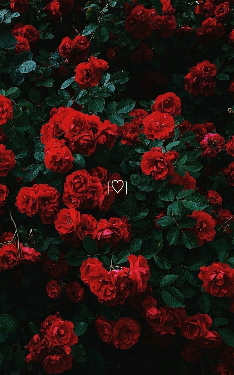 750x1200 Makeup and Age. Flower iphone wallpaper, Red roses, Phone