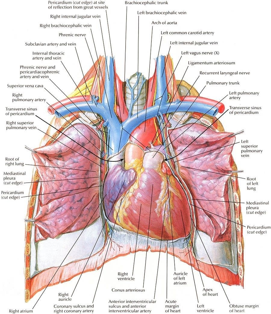 900x1050 Human Heart Anatomy Diagram Free HD Wallpaper Desktop Background, Phone