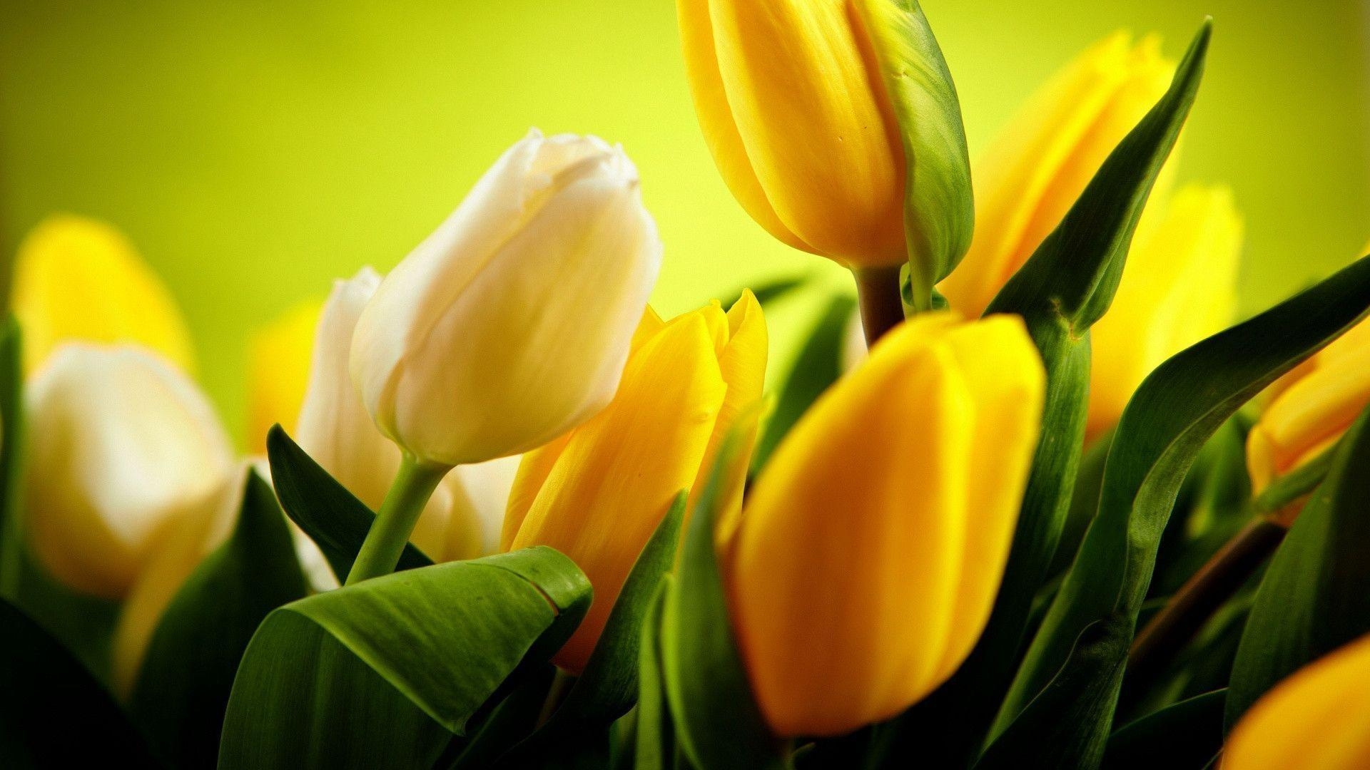 1920x1080 Tulips Yellow wallpaper, Desktop