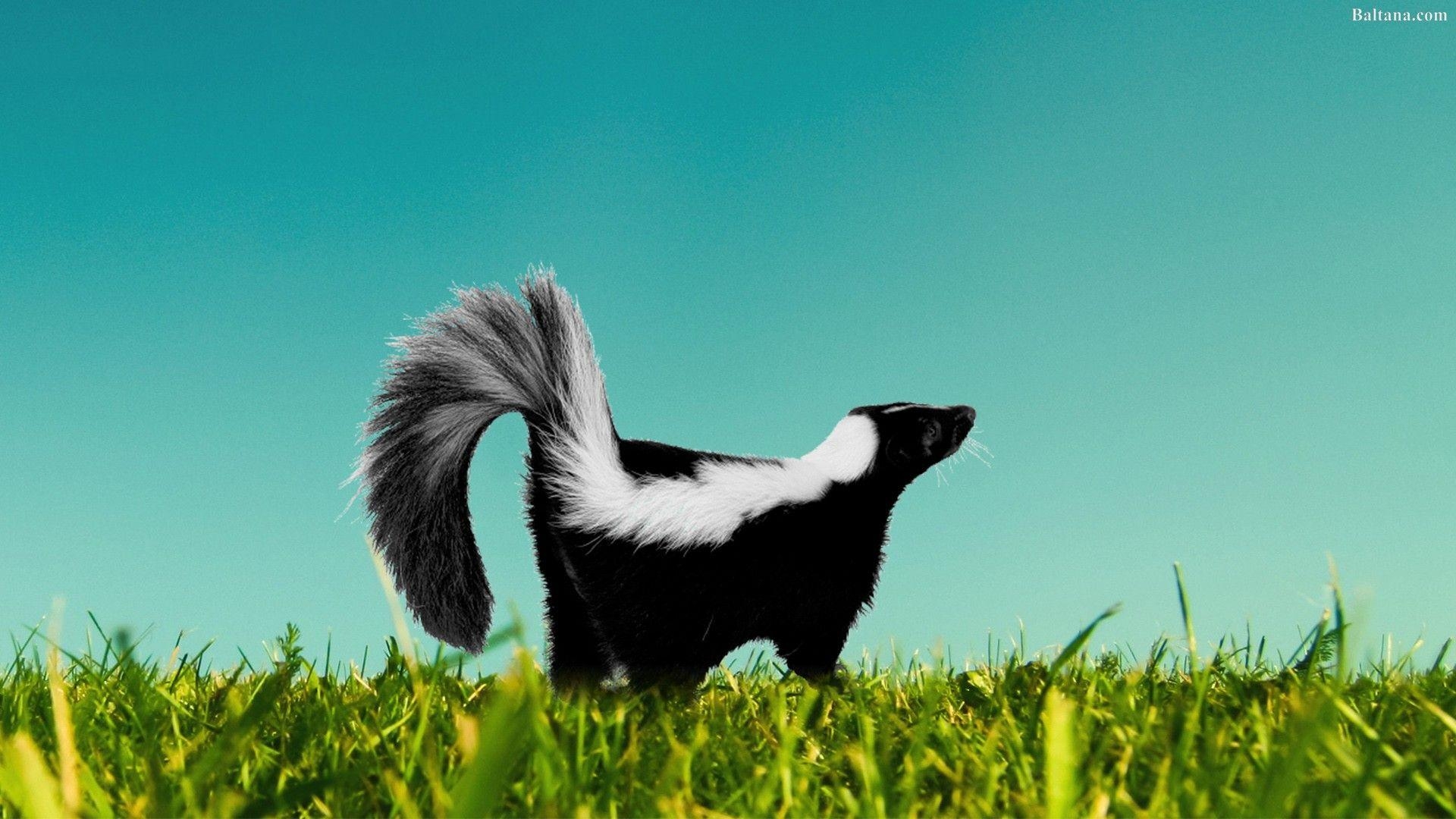 1920x1080 Skunk Wallpaper Free Skunk Background, Desktop