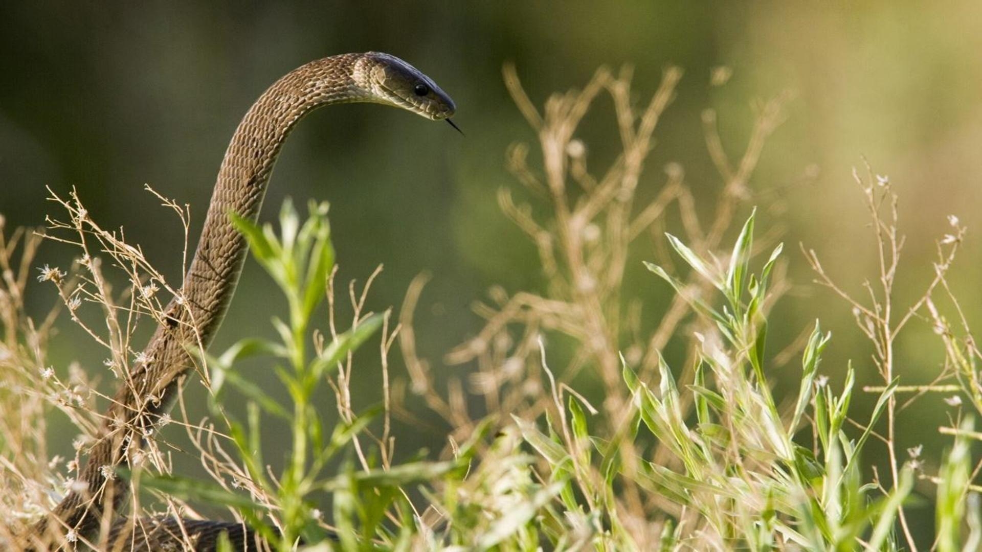 1920x1080 Black Mamba Desktop Wallpaper, Desktop