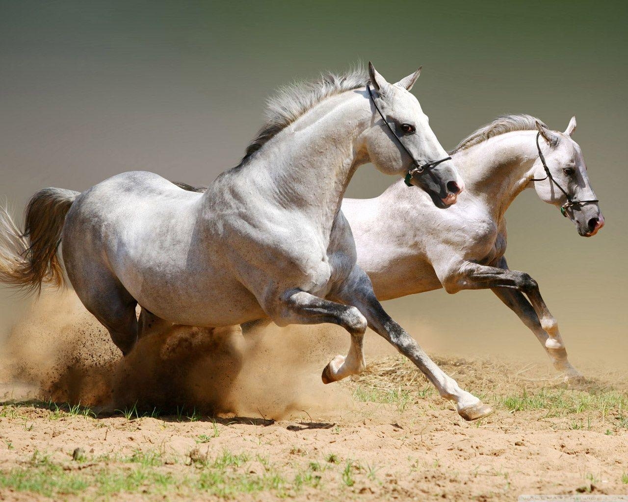 1280x1030 Horses ❤ 4K HD Desktop Wallpaper for 4K Ultra HD TV • Wide & Ultra, Desktop