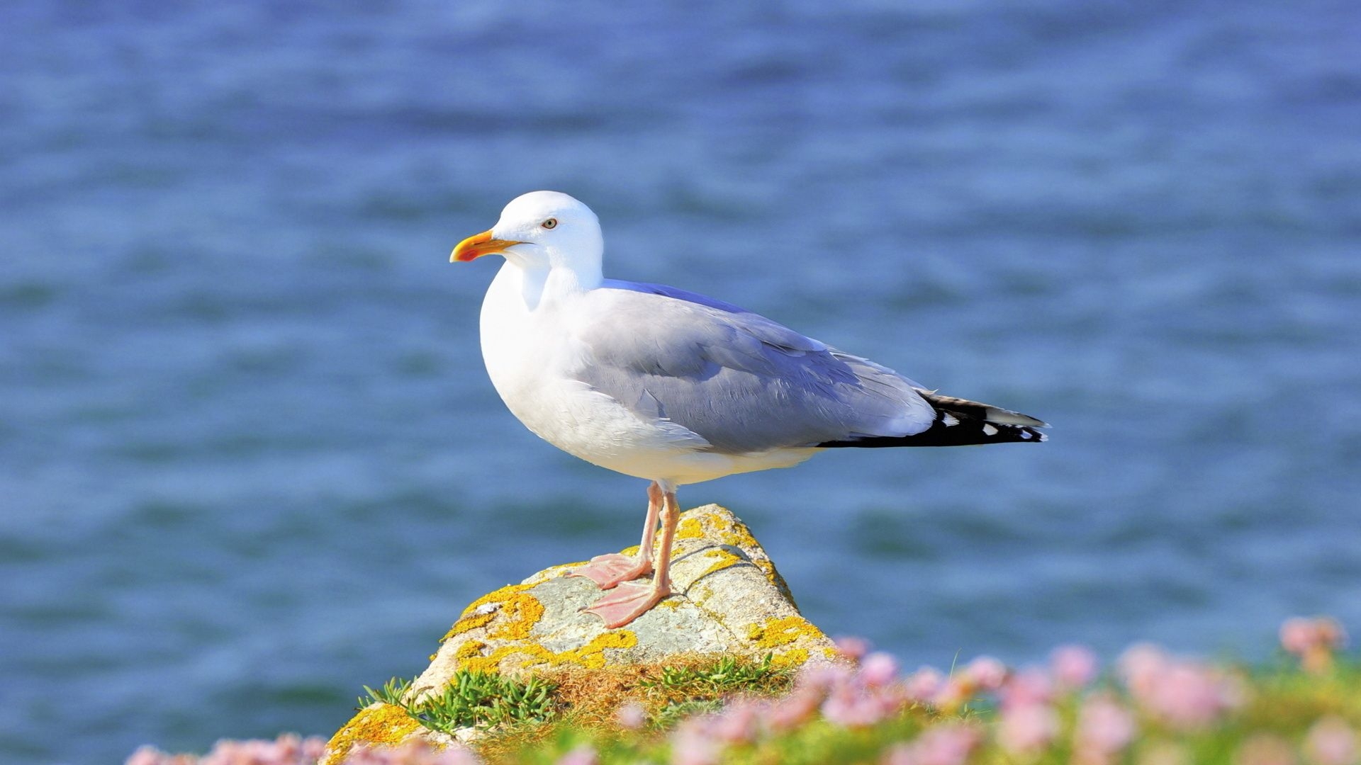 1920x1080 Seagull Flying On The Beach New HD Wallpaper HD Wallpaper, Desktop