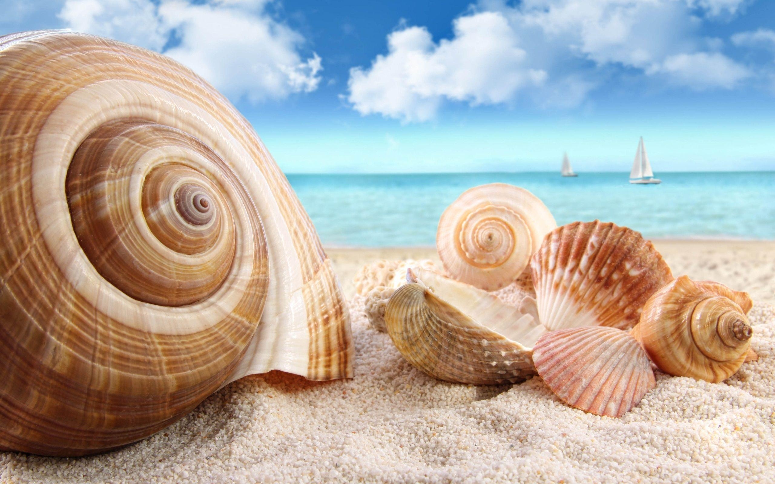 2560x1600 sea shells wallpaper. Free High Definition Wallpaper, Desktop