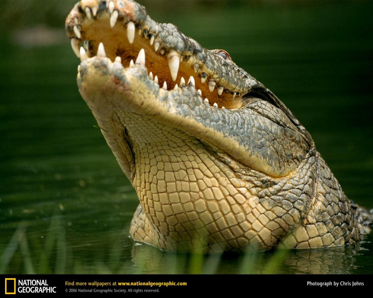 1280x1030 Crocodile Wallpaper JQ2QM1, Desktop