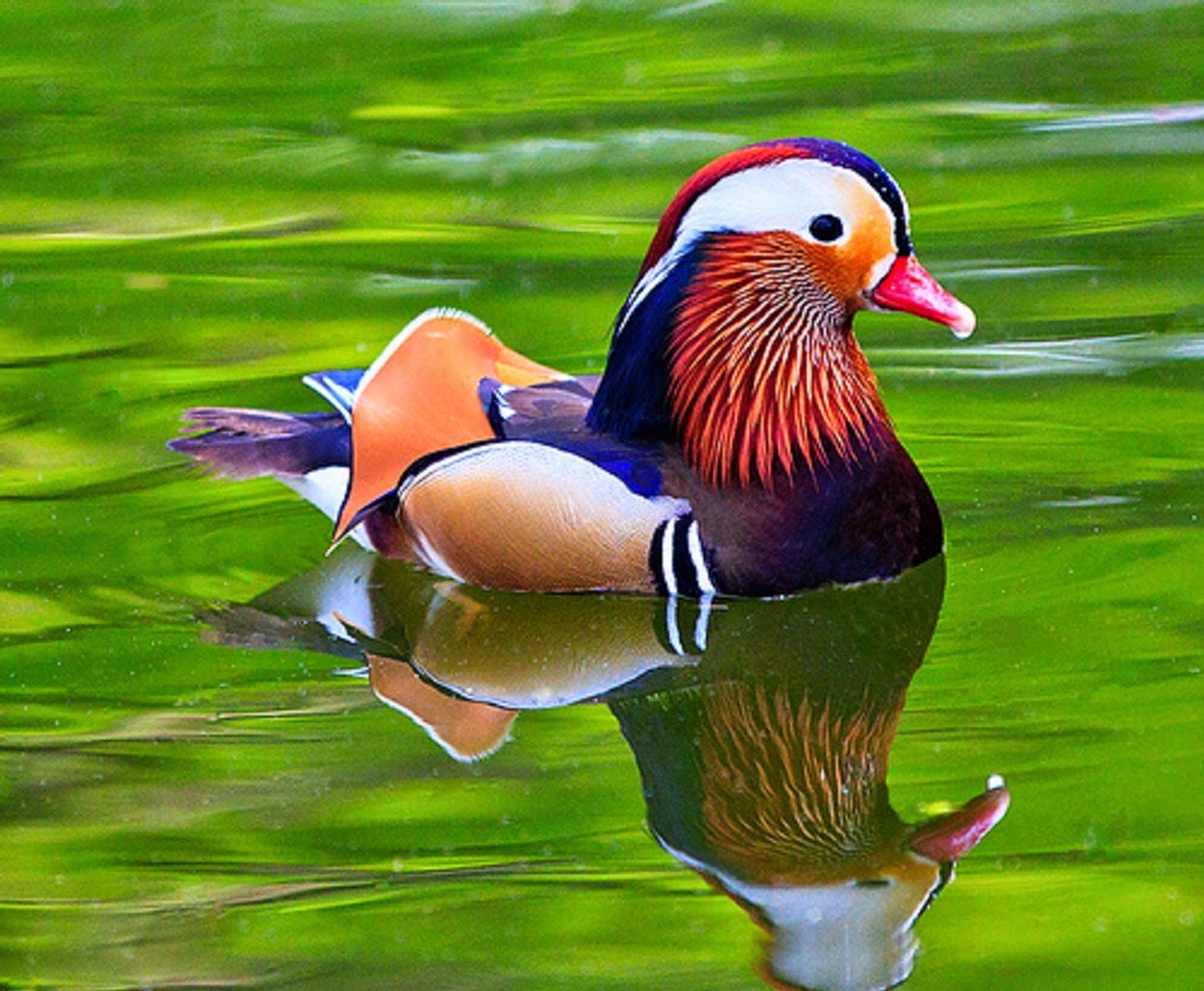 1250x1030 Dynamic Views: Very Cute Mandarin Duck Wallpaper Free Download, Desktop