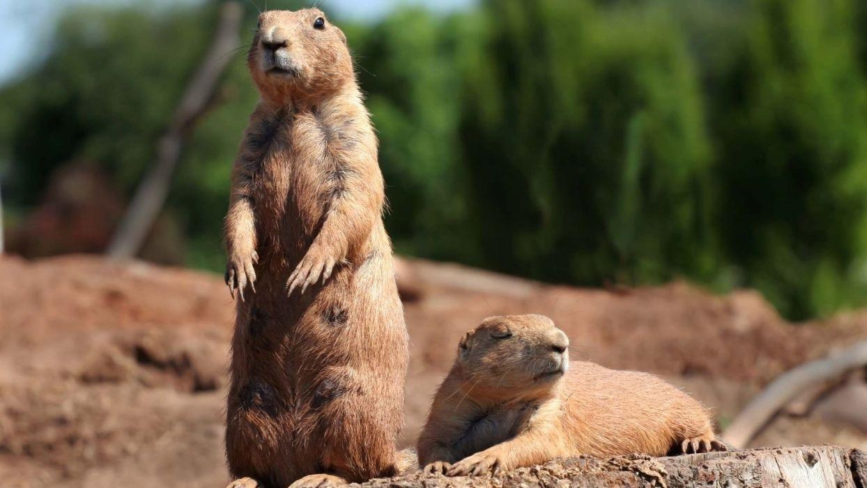 1250x700 Free download Animals gopher wallpaper 1920x1080 228209, Desktop