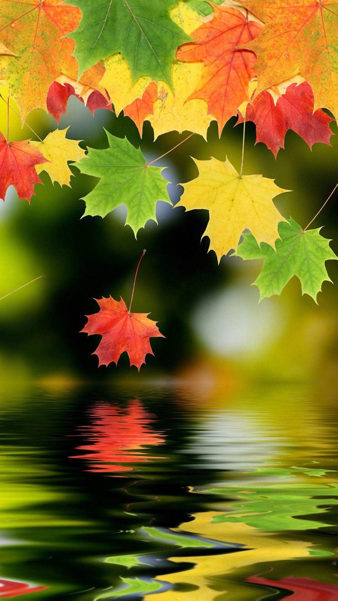 1080x1920 Maple Leaf Android Wallpaper 1080p Phone Mobile Full HD Background, Phone
