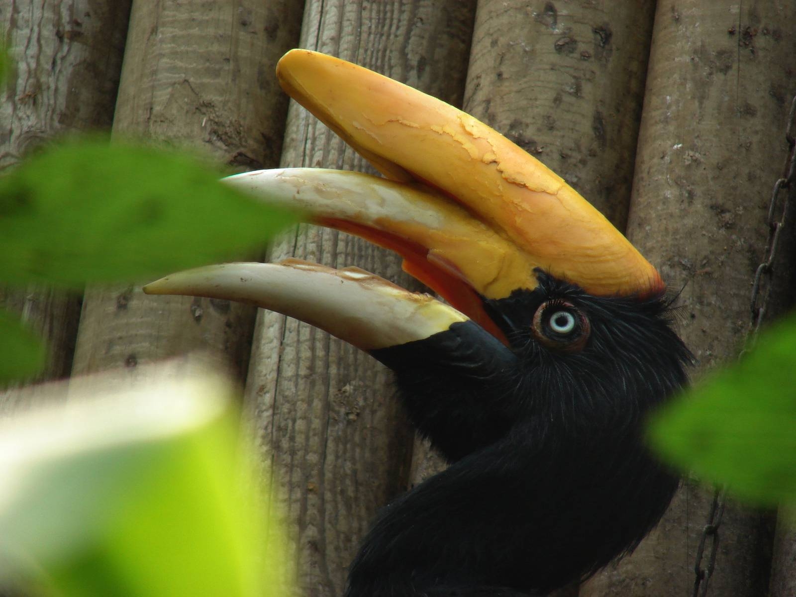 1600x1200 Java rhinoceros hornbill (Buceros rhinoceros silvestris), Desktop