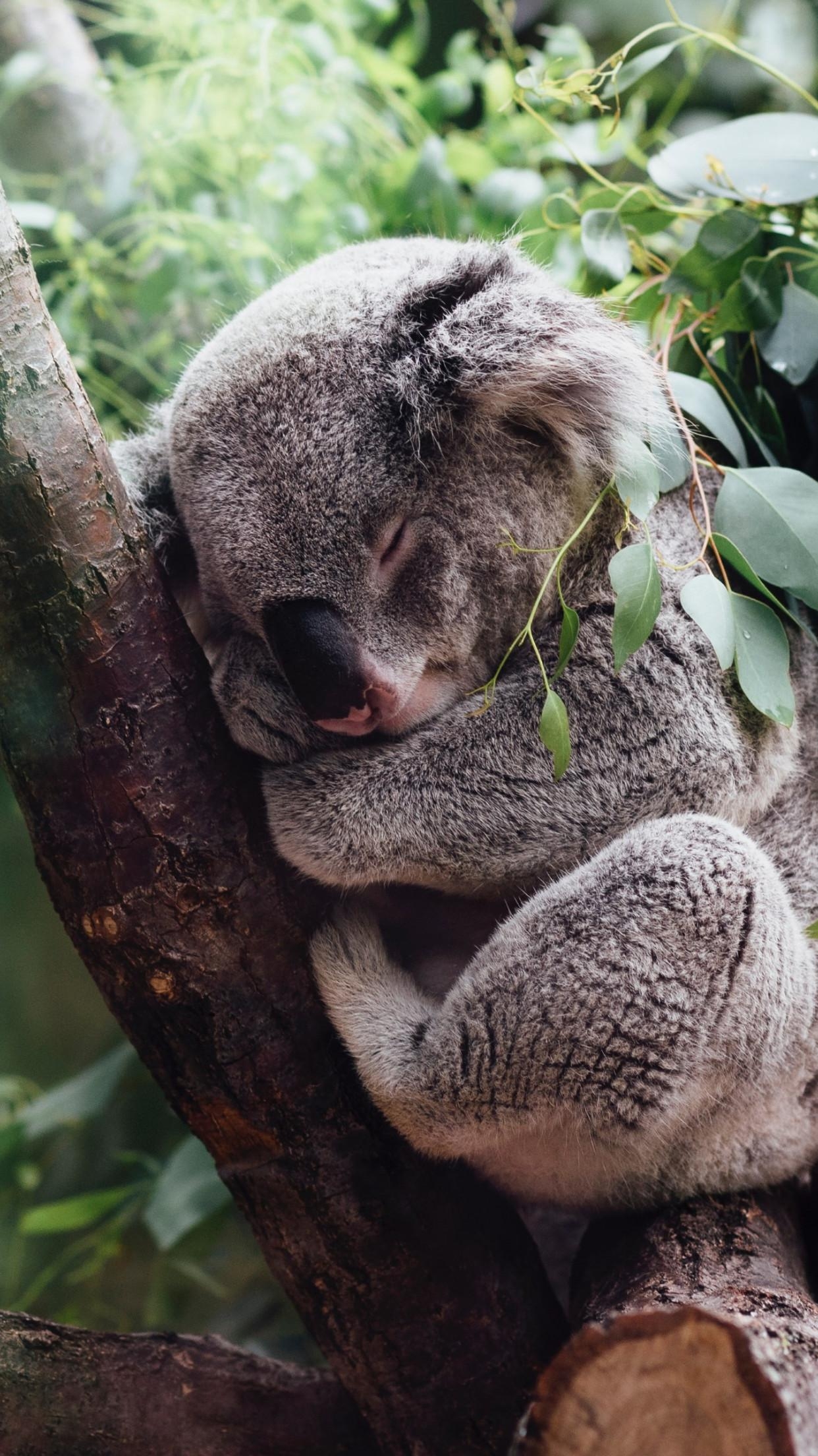 1250x2210 Download wallpaper: Koala bear, Phone