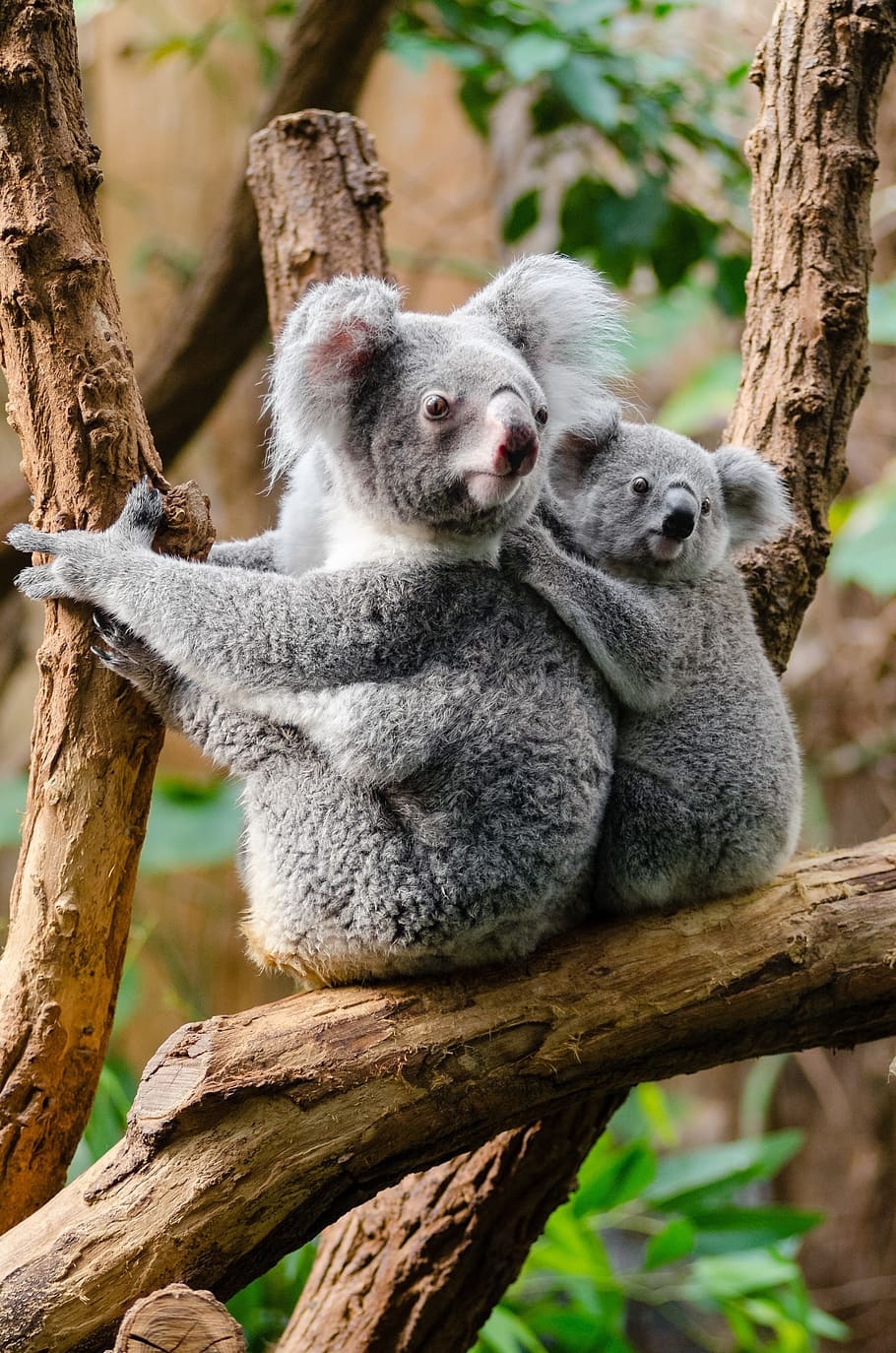 910x1380 HD wallpaper: koala bears on tree branches, animals, cute, furry, Phone