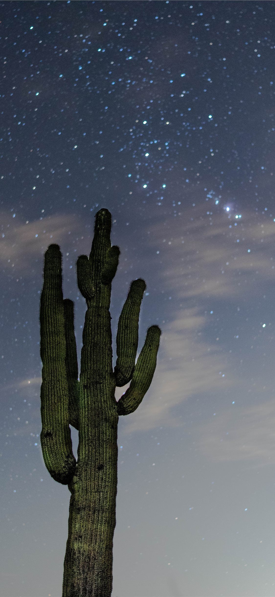 1130x2440 low angle photography of green cactus iPhone X Wallpaper Free Download, Phone