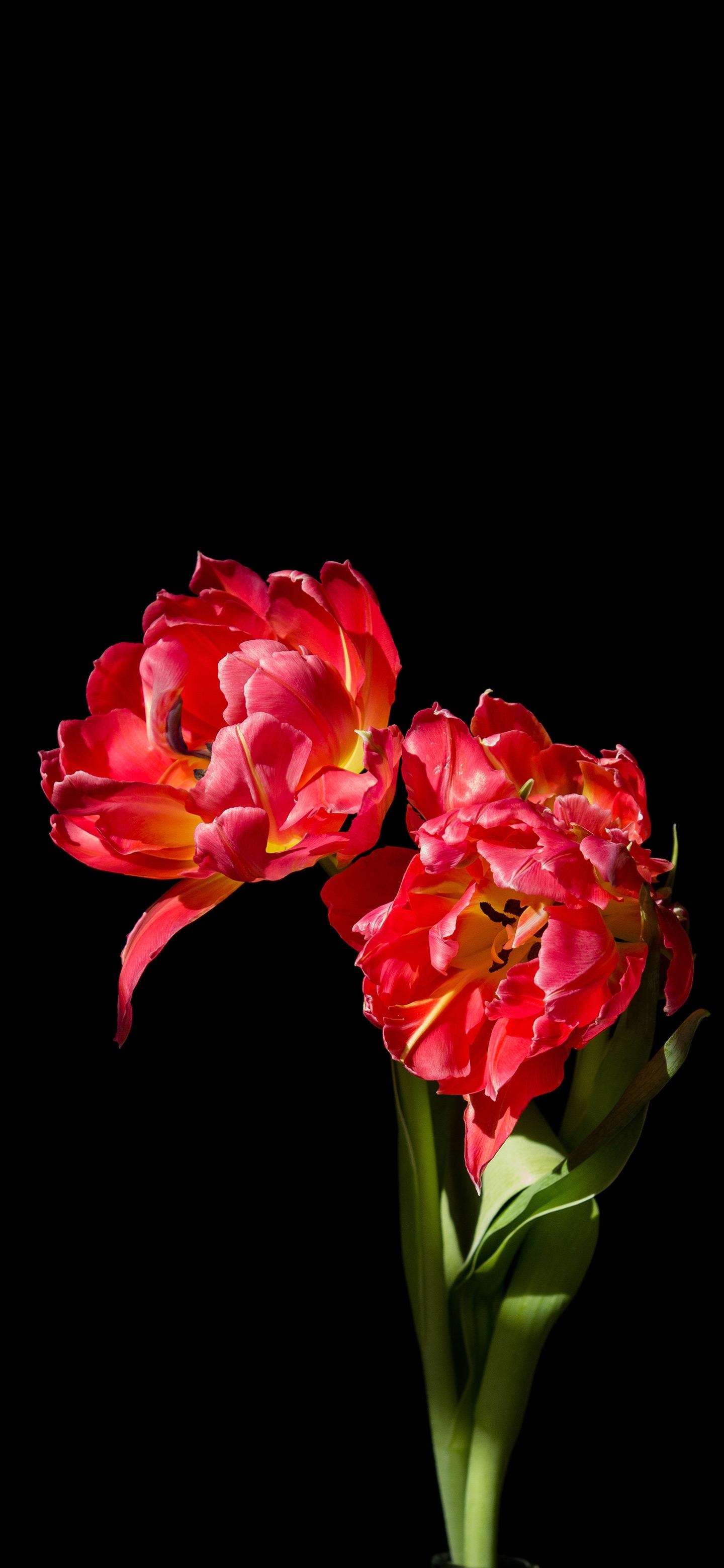 1440x3120 Pair of flower Amoled Wallpaper, Phone