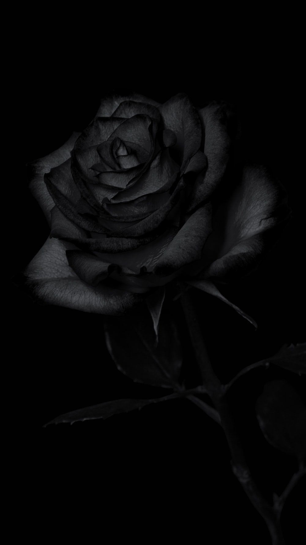 1000x1780 Dark Rose Picture. Download Free Image, Phone