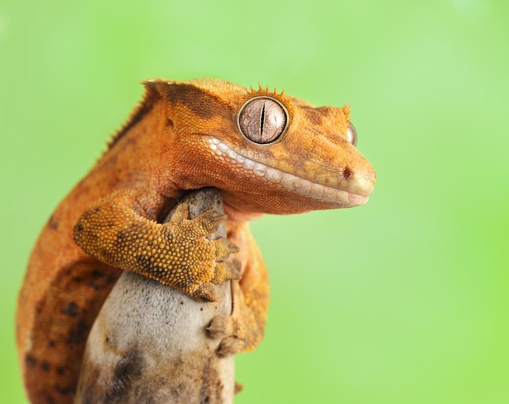 1000x800 Crested Gecko Wallpaper, Desktop