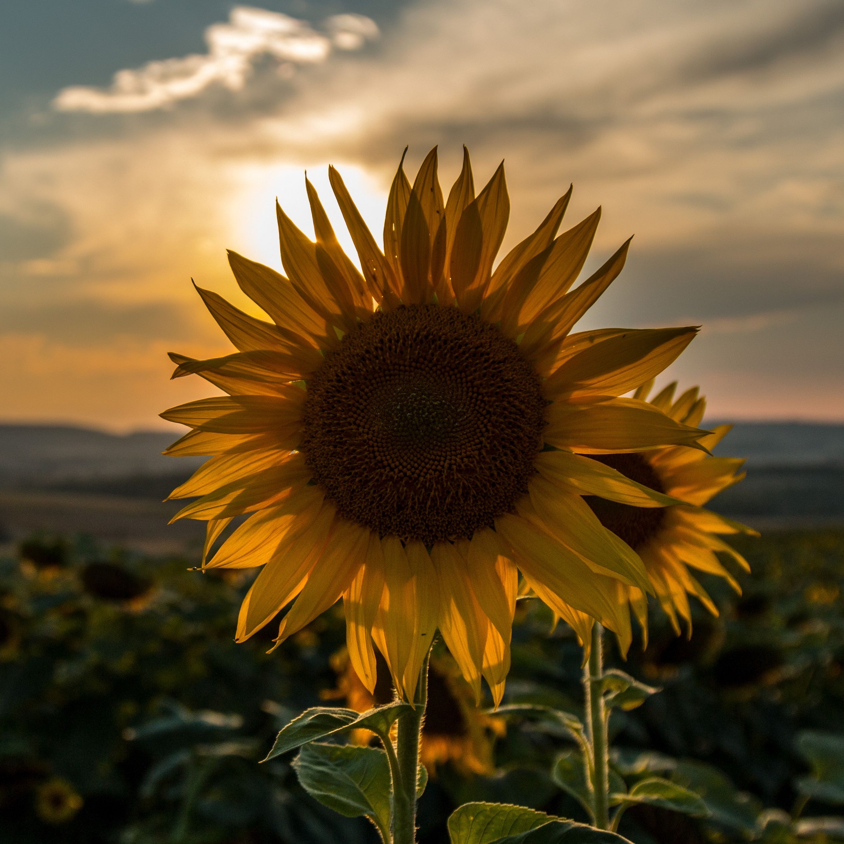 2780x2780 Download wallpaper  sunflower, sunset, field, sky, summer ipad air, ipad air ipad ipad ipad mini ipad mini ipad mini ipad pro 9.7 for parallax HD background, Phone