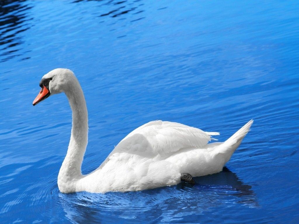 1030x770 Swan. white swan on beautiful blue lake water Wallpaper, Desktop