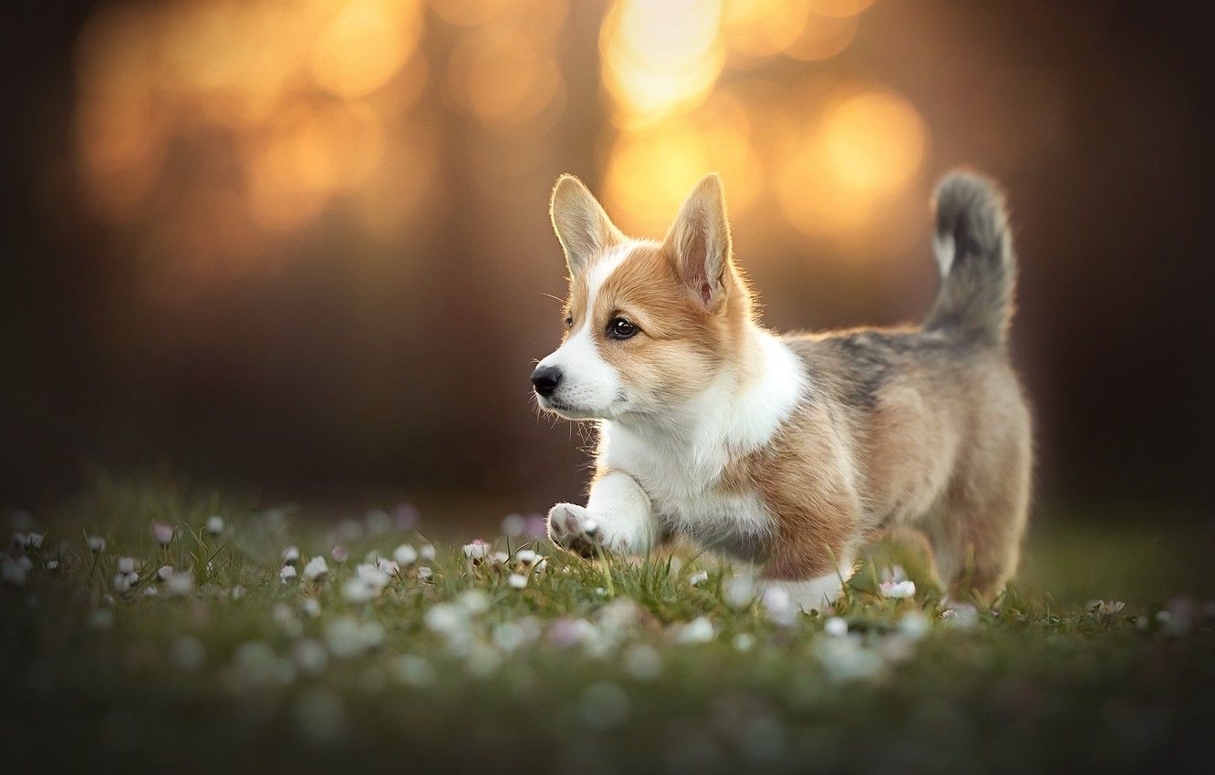 1340x850 Photo Wallpaper Each, Dog, Corgi Puppies For Your Desktop, Desktop