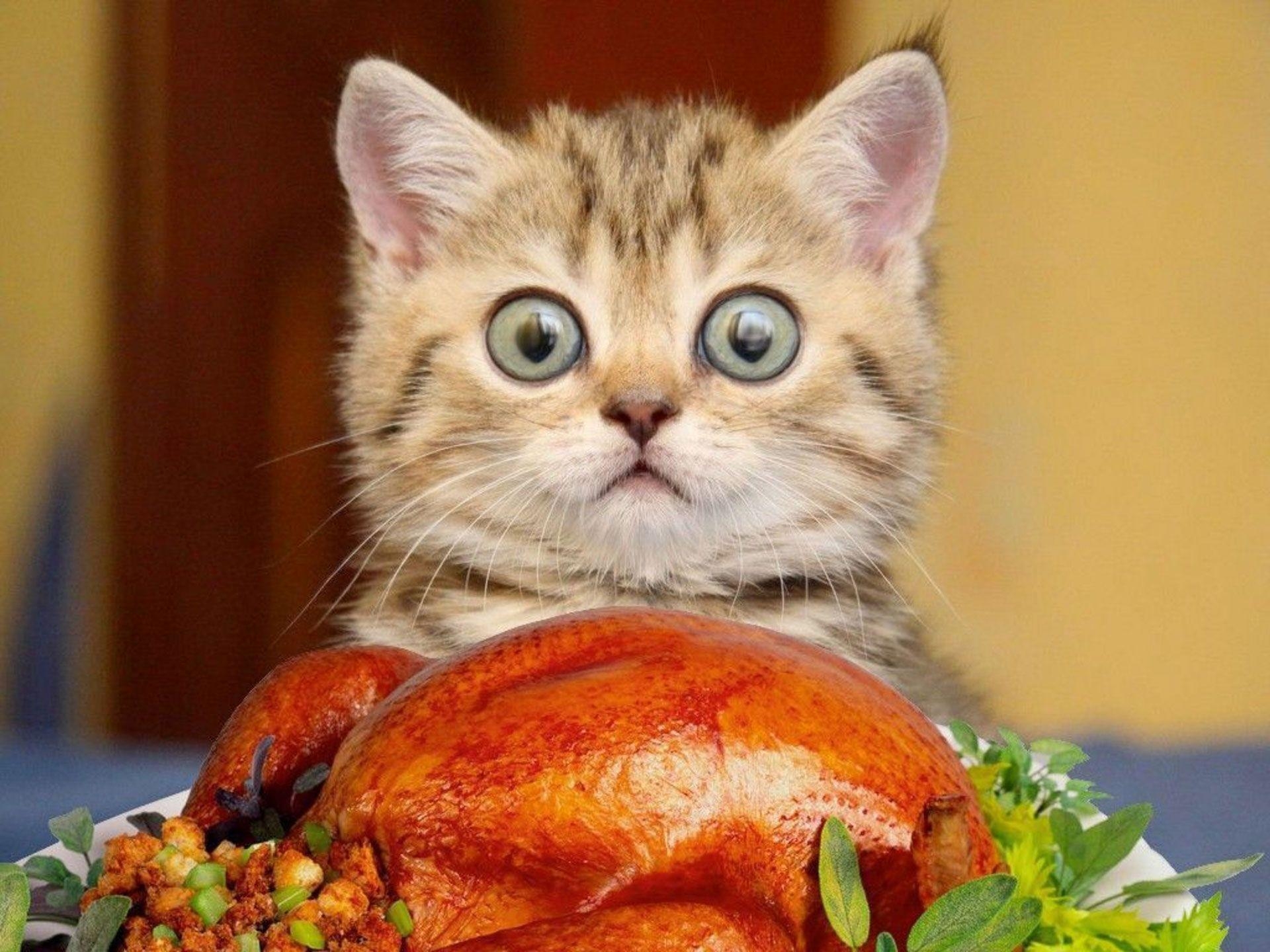 1920x1440 Thanksgiving Cat Wallpaper Free Thanksgiving Cat Background, Desktop