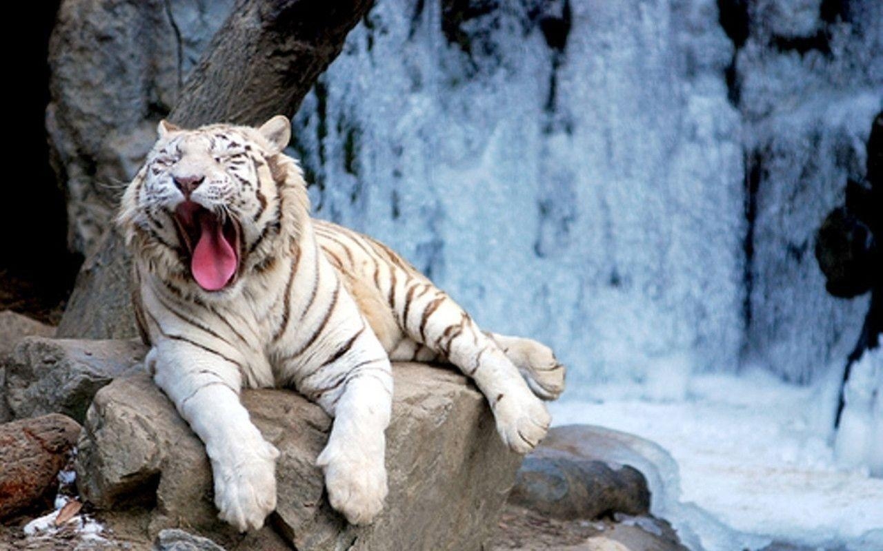 1280x800 White Tiger, Desktop