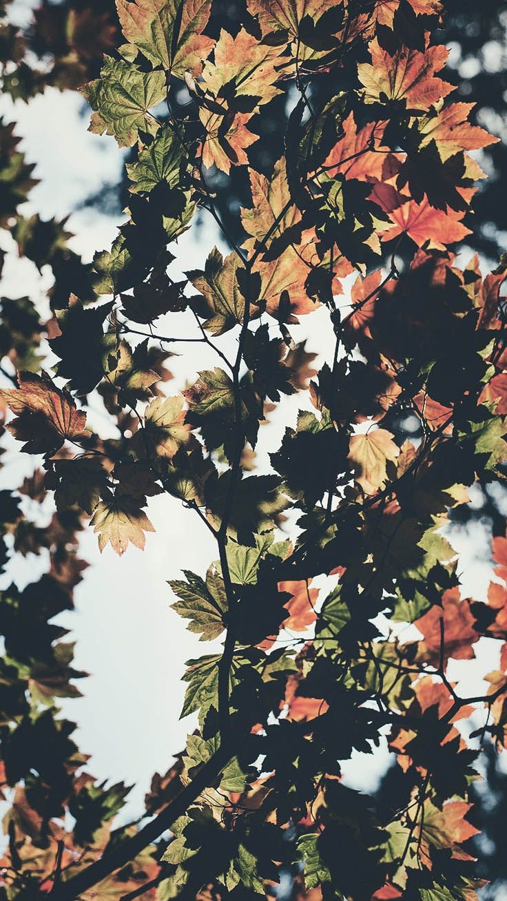 740x1310 Free Autumn Inspired iPhone 7 Plus Wallpaper, Phone