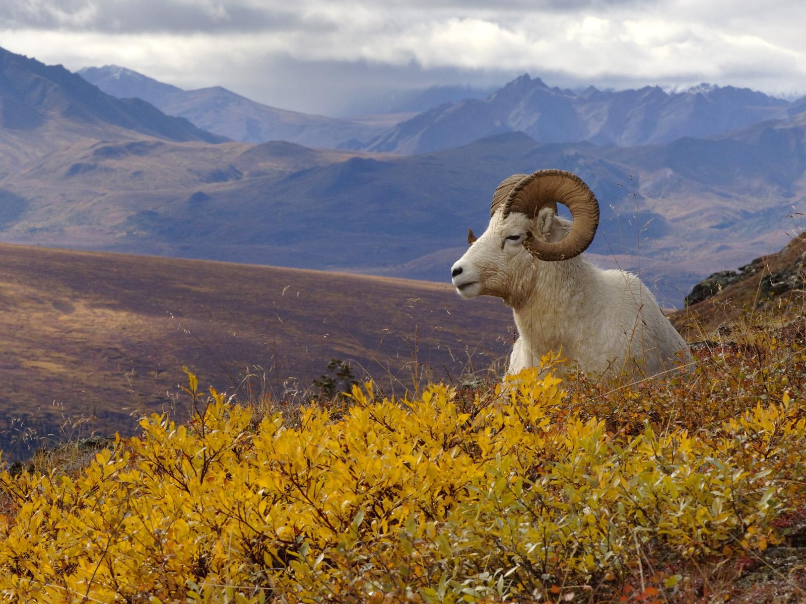 1600x1200 Dall Sheep Wallpaper. Dall Sheep Wallpaper, Desktop