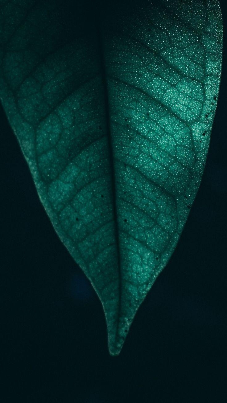 740x1310 Nature #Green Leaf Macro 4k #wallpaper HD 4k background, Phone