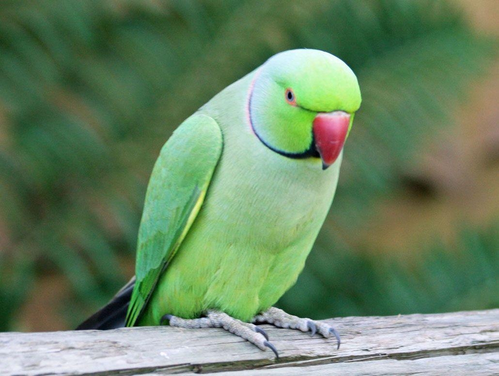 1030x780 SP734: Green Parrots Wallpaper, Green Parrots Background in Best, Desktop