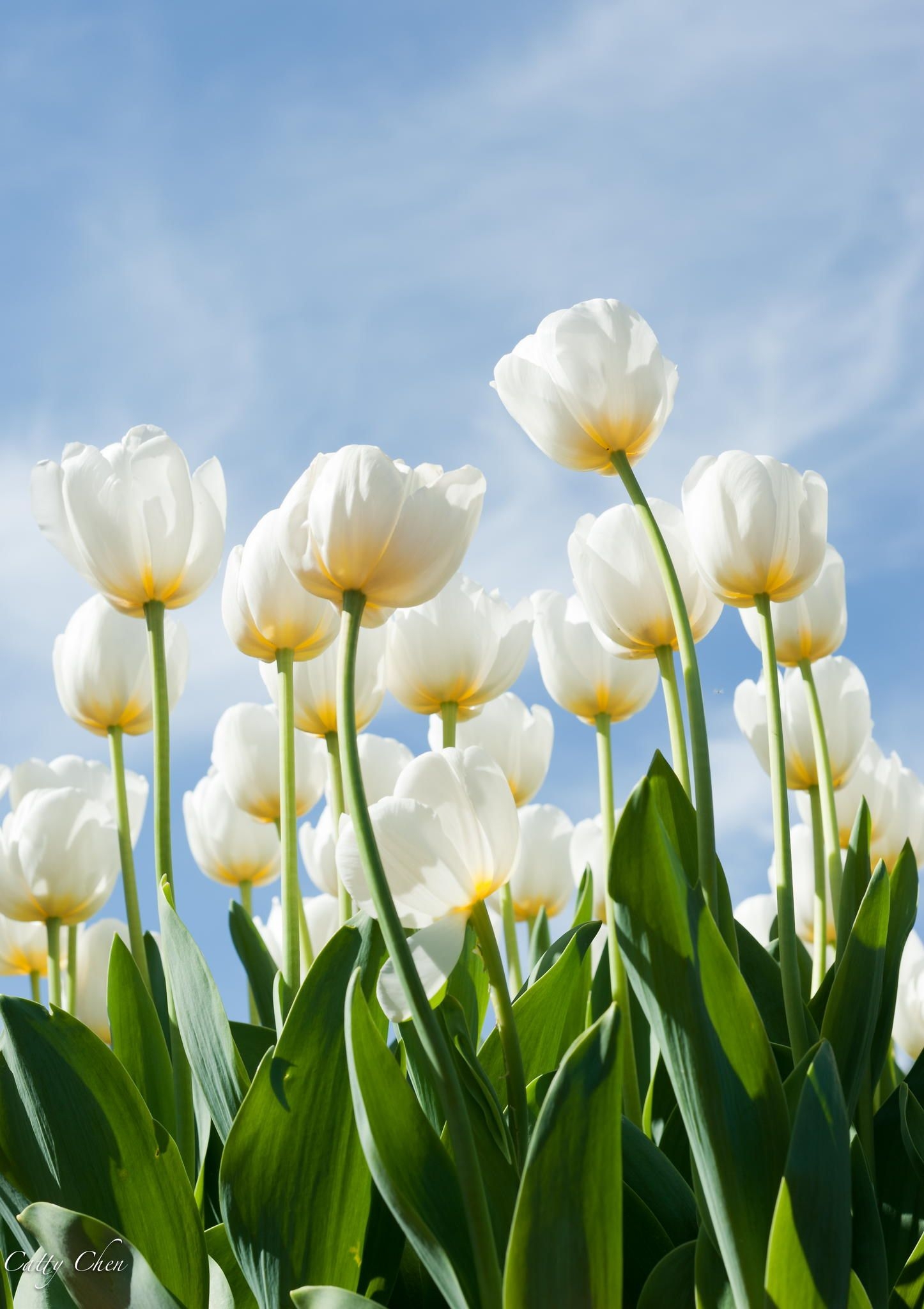 1450x2050 White Tulip Wallpaper Free White Tulip Background, Phone