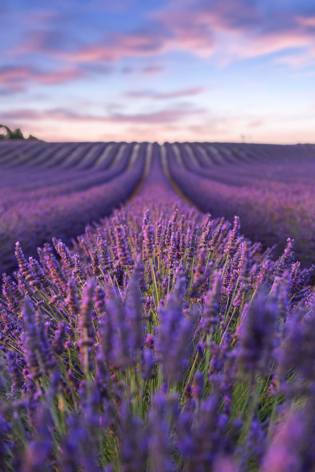 1280x1920 Download Lavender Field Flower Cluster Close Up Wallpaper, Phone