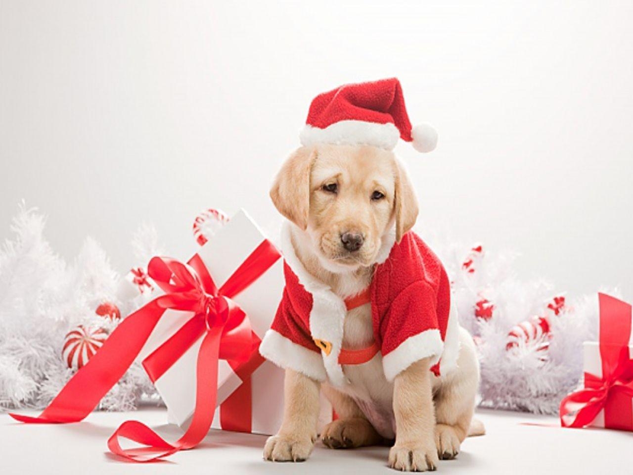 1280x960 Christmas Dogs Wallpaper High Quality, Desktop