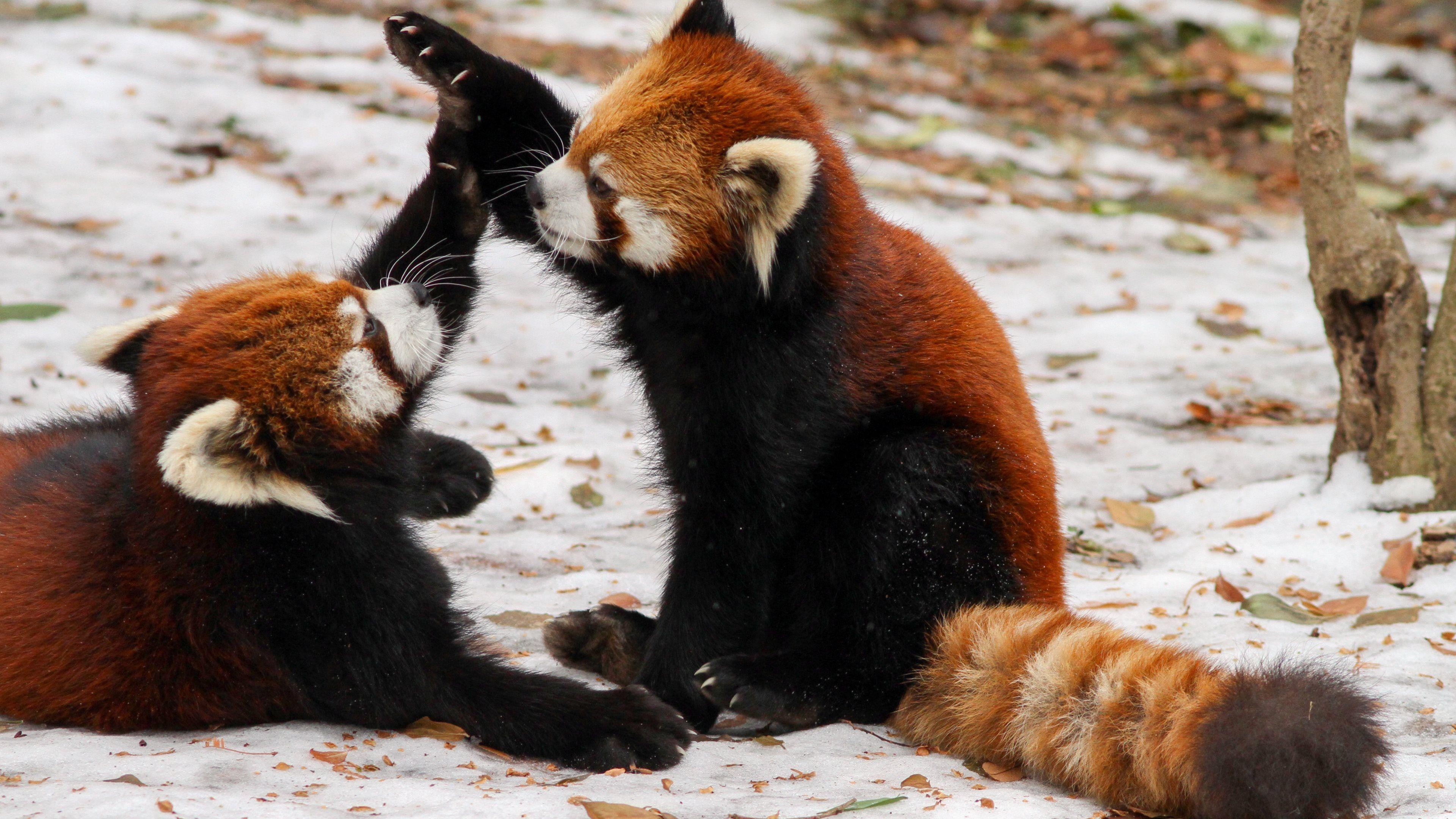 3840x2160 Red Panda HD Wallpaper, Desktop